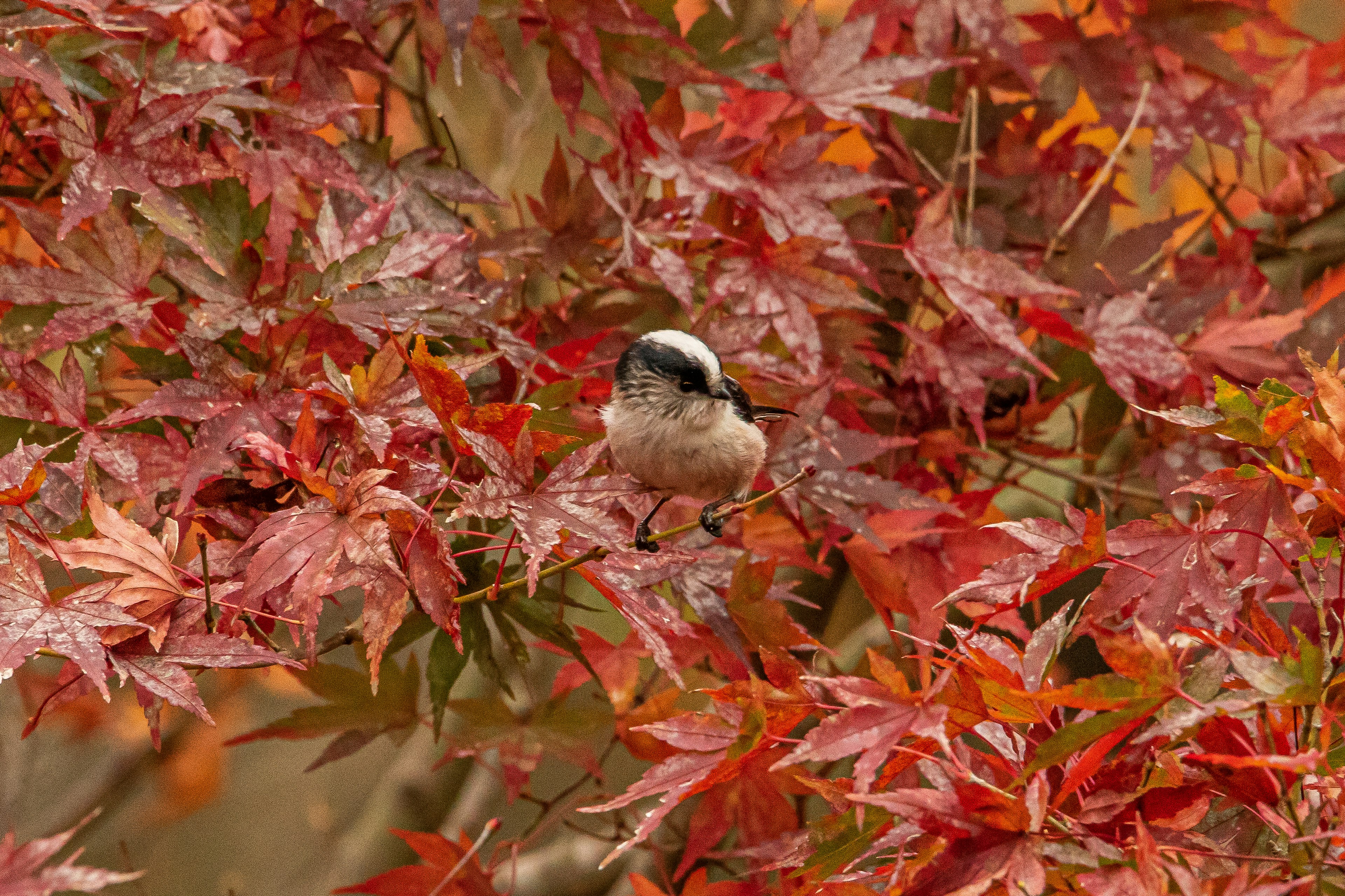 Seekor burung kecil di antara daun maple merah yang cerah