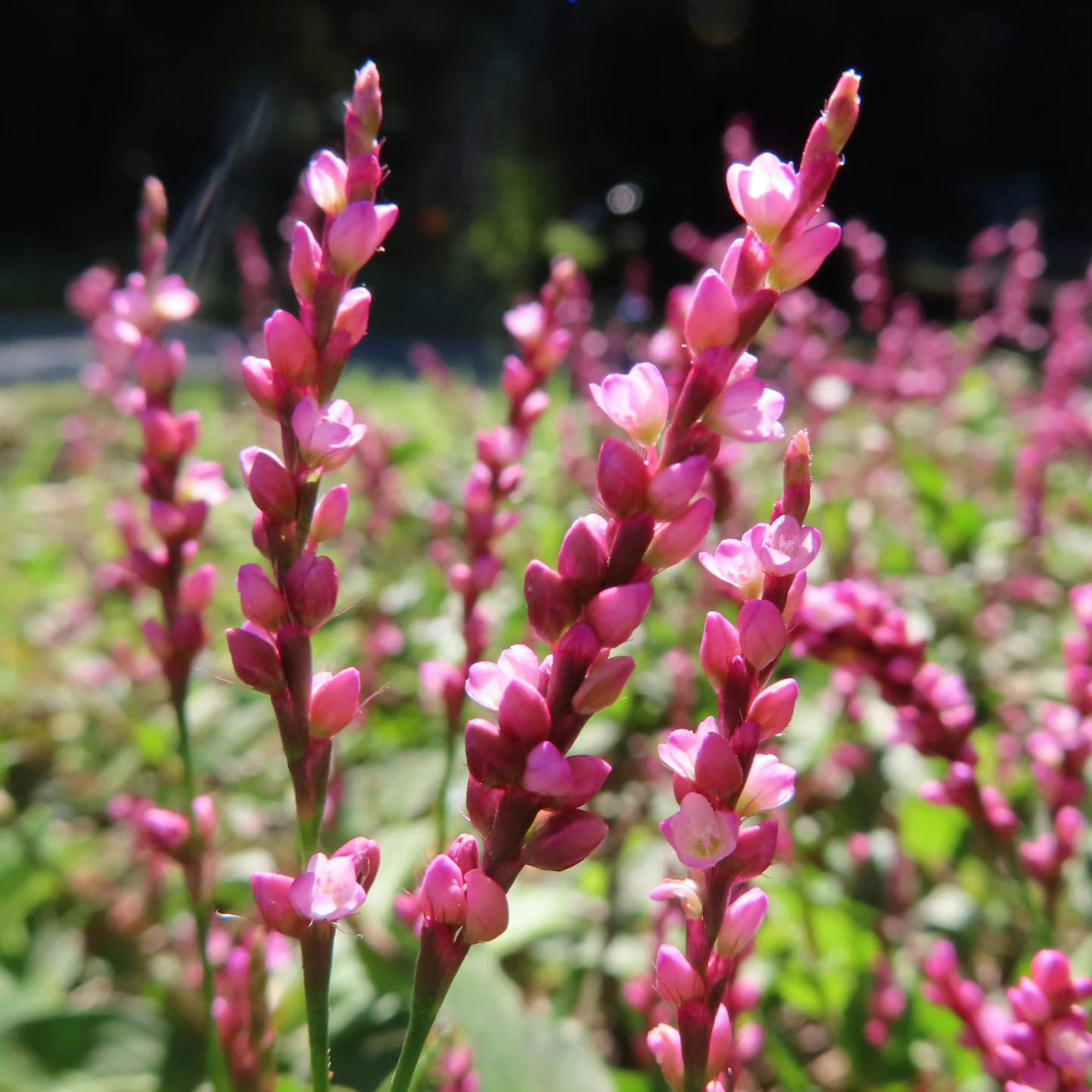 Nahaufnahme von Pflanzen mit rosa Blumen