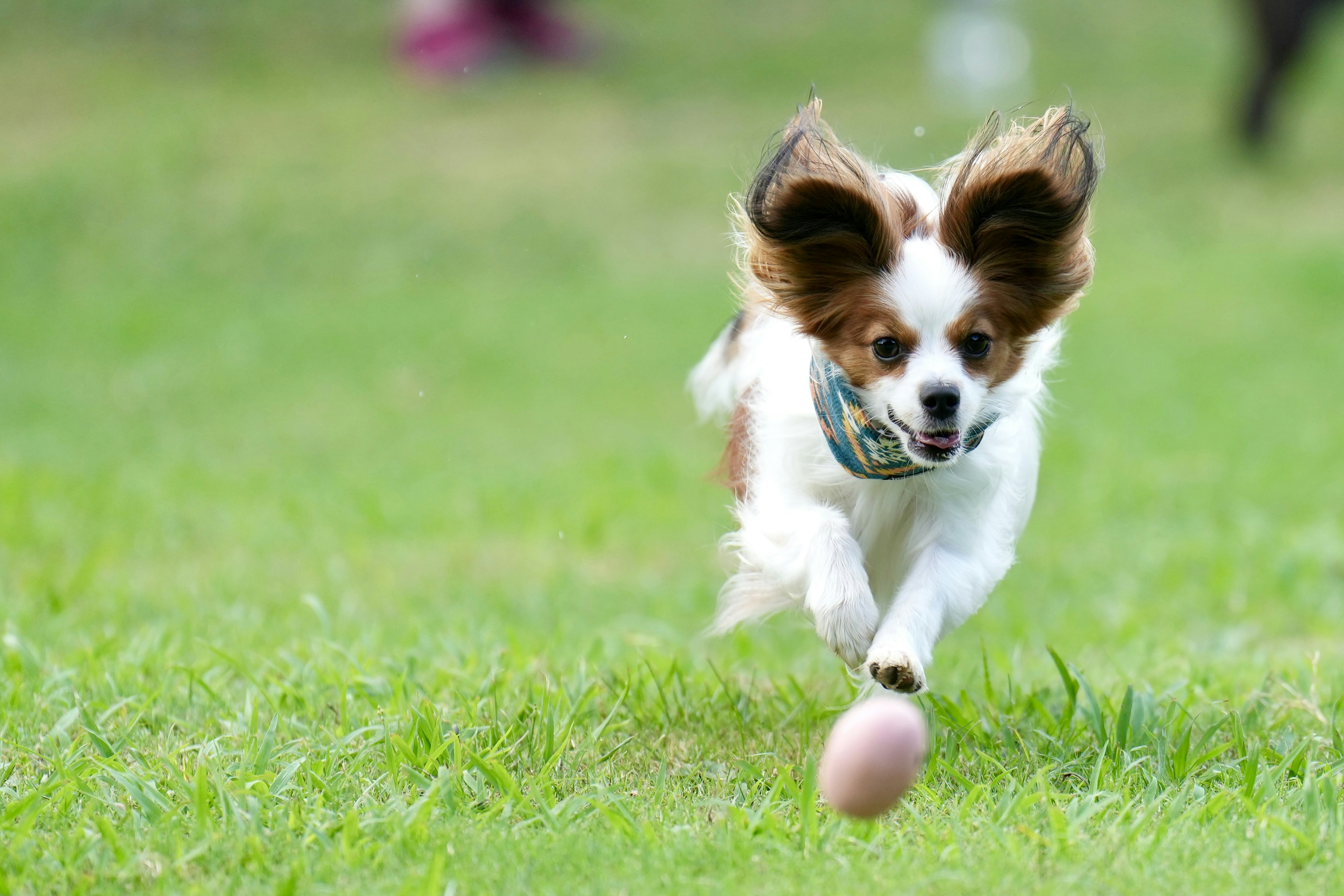 Anjing Papillon berlari di atas rumput dengan bola