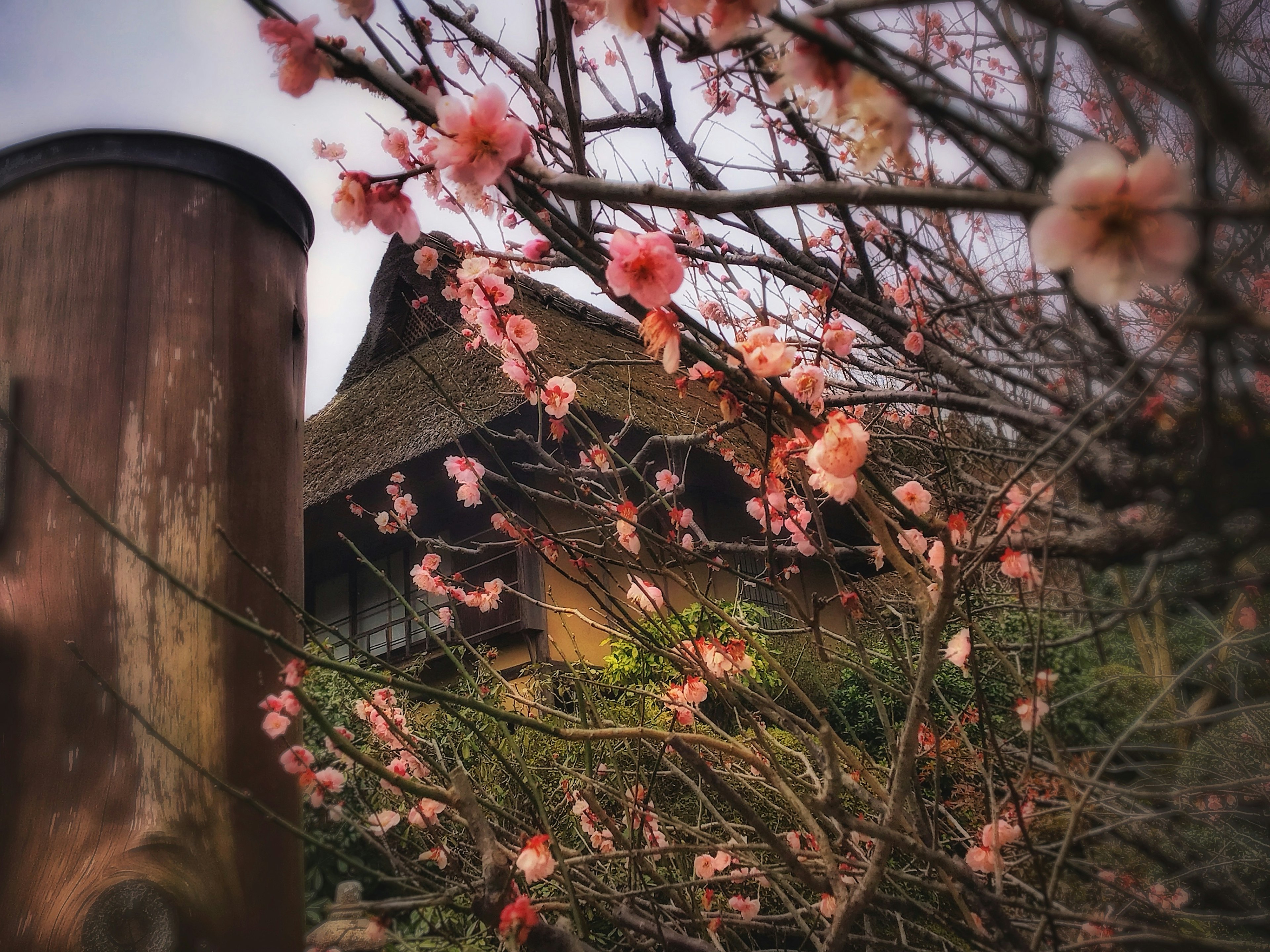 梅の花が咲く日本の伝統的な家の風景