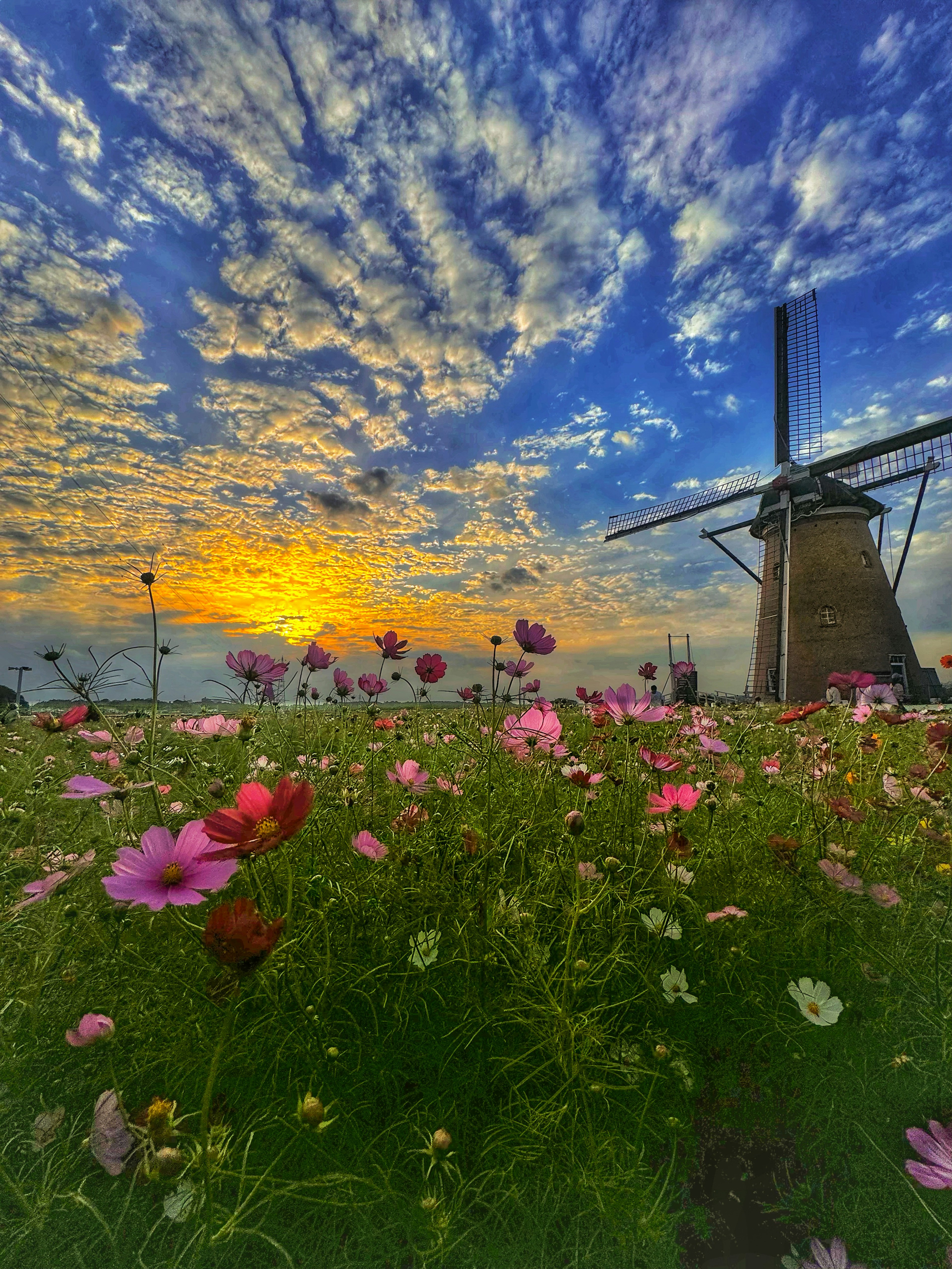 Una vista panoramica con un mulino a vento circondato da fiori colorati e un cielo al tramonto mozzafiato