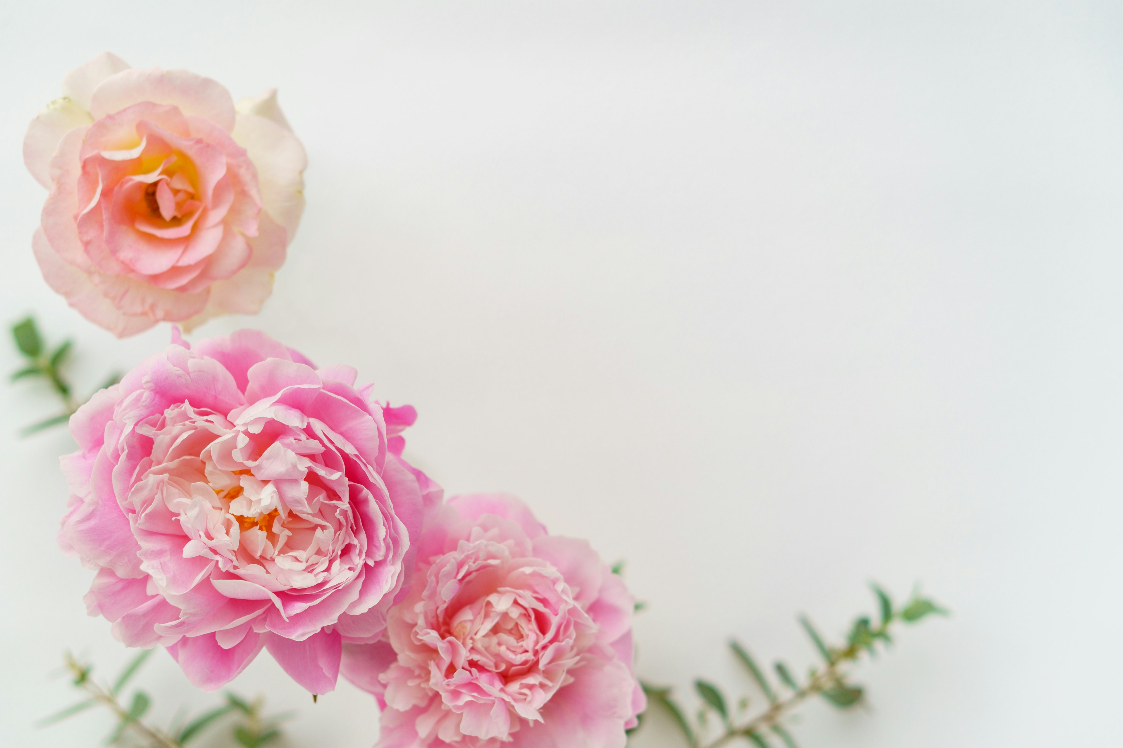 Rosas rosas elegantes con hojas verdes dispuestas sobre un fondo blanco