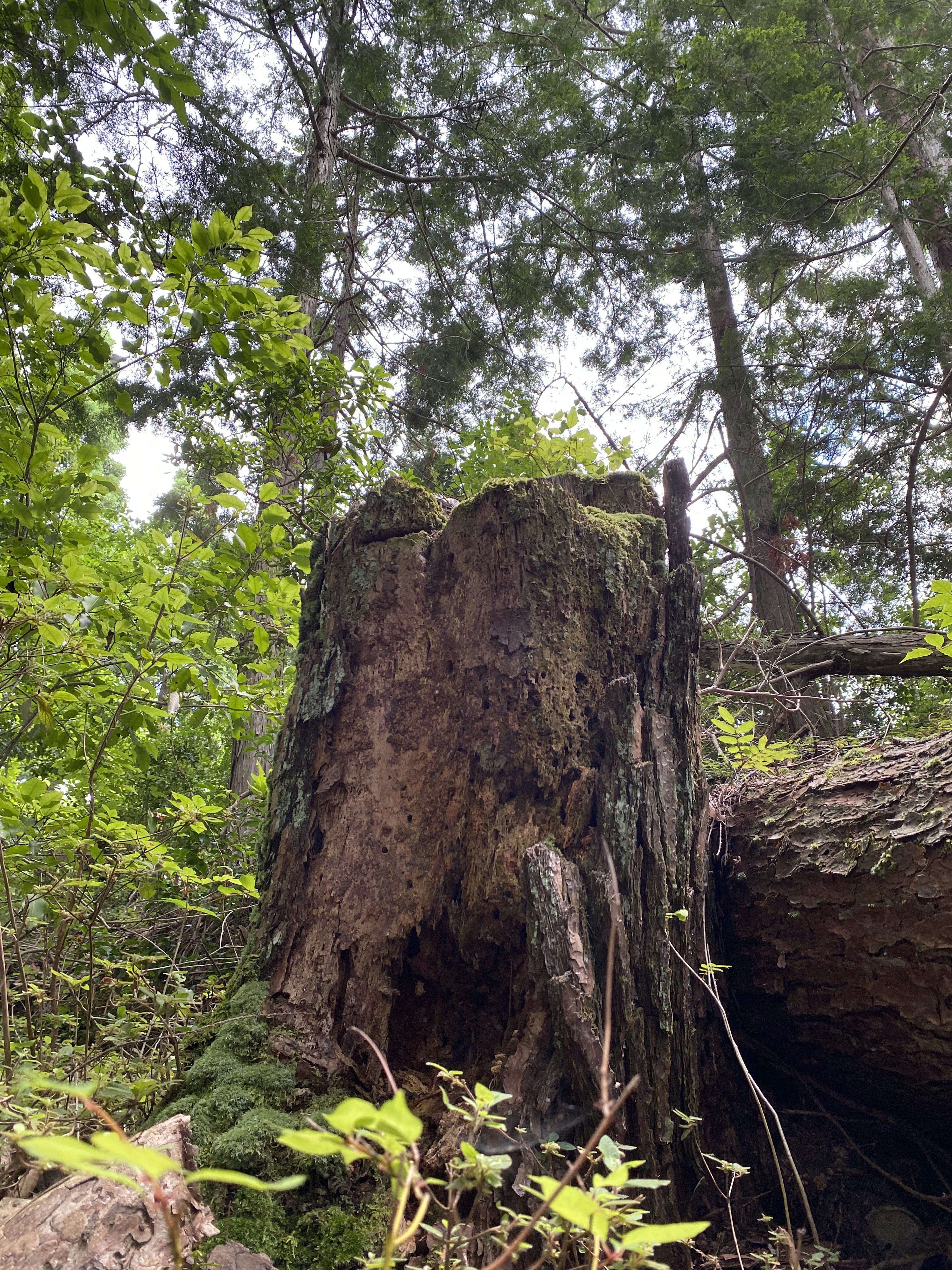 Tocón de árbol rodeado de follaje verde en un bosque