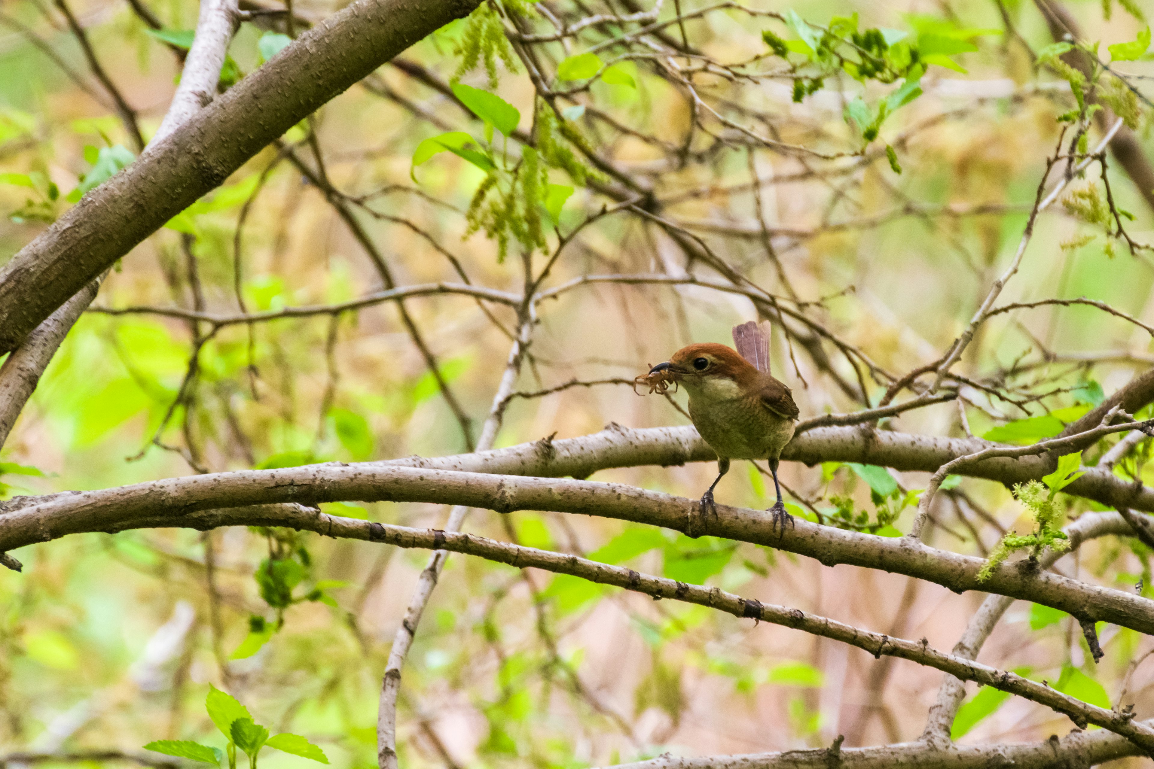 Ein kleiner Vogel, der auf einem Ast sitzt, mit grünen Blättern im Hintergrund