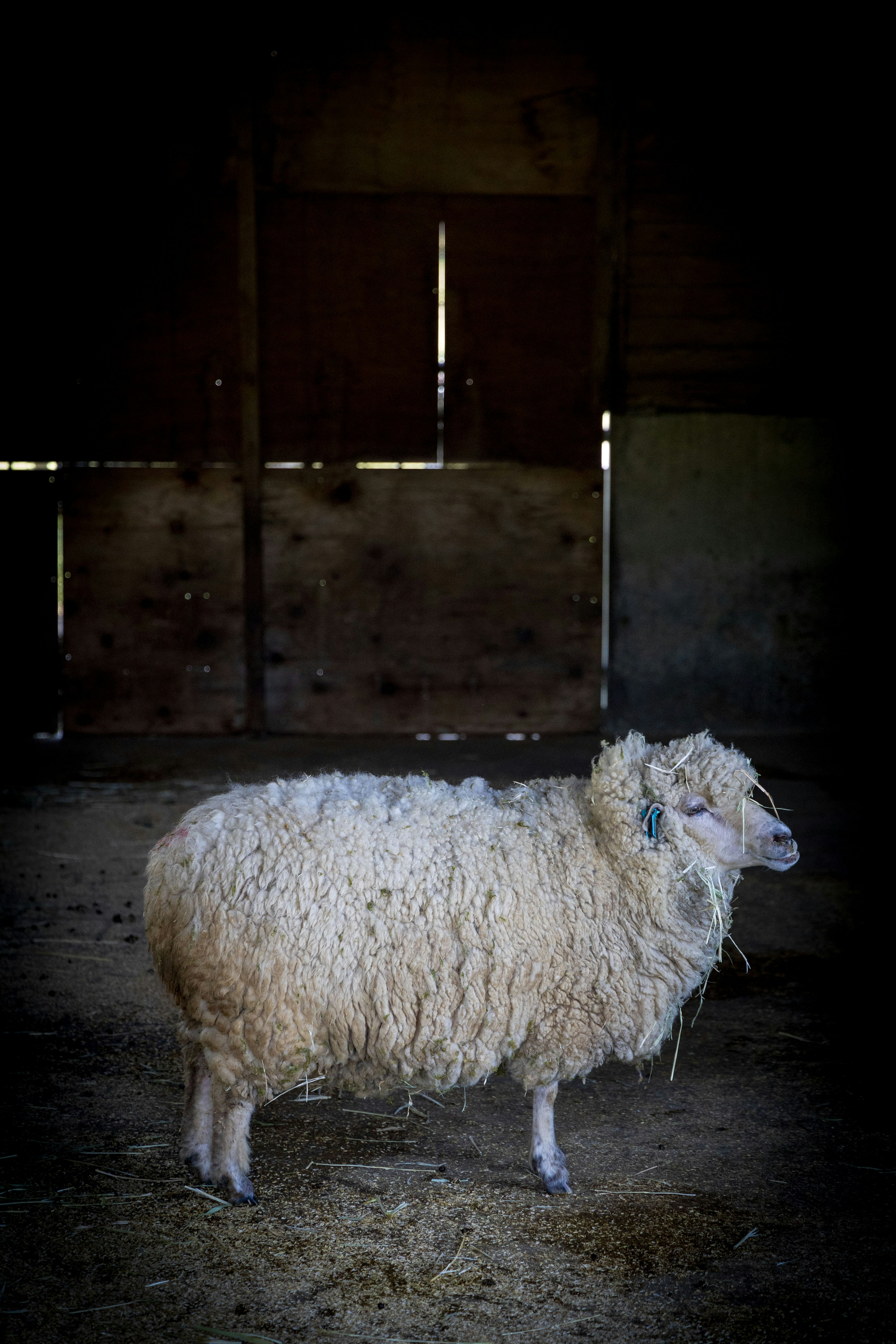 Un mouton blanc duveteux se tenant dans une grange