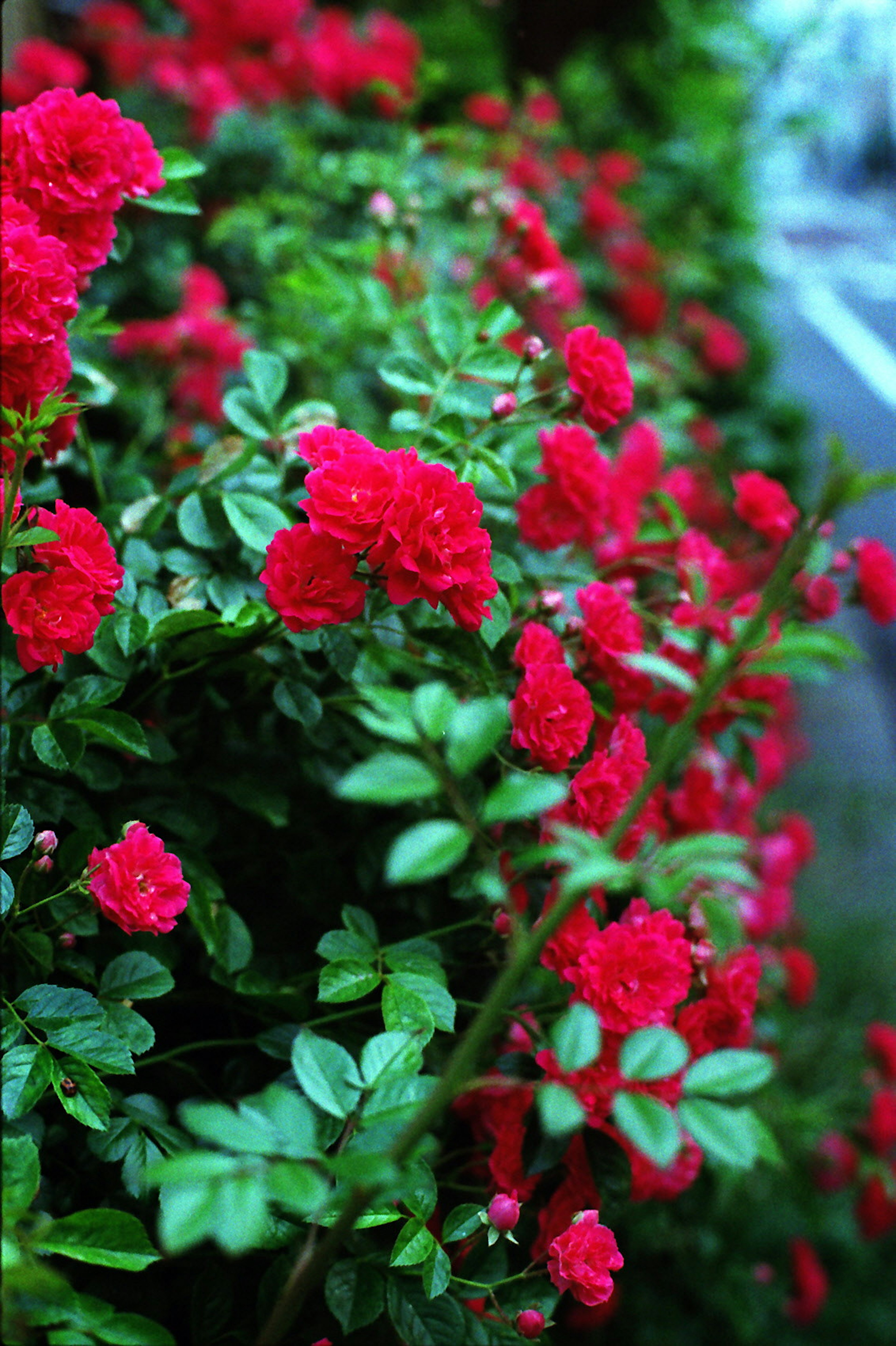 Nahaufnahme von lebhaften roten Blumen auf üppigem grünem Laub