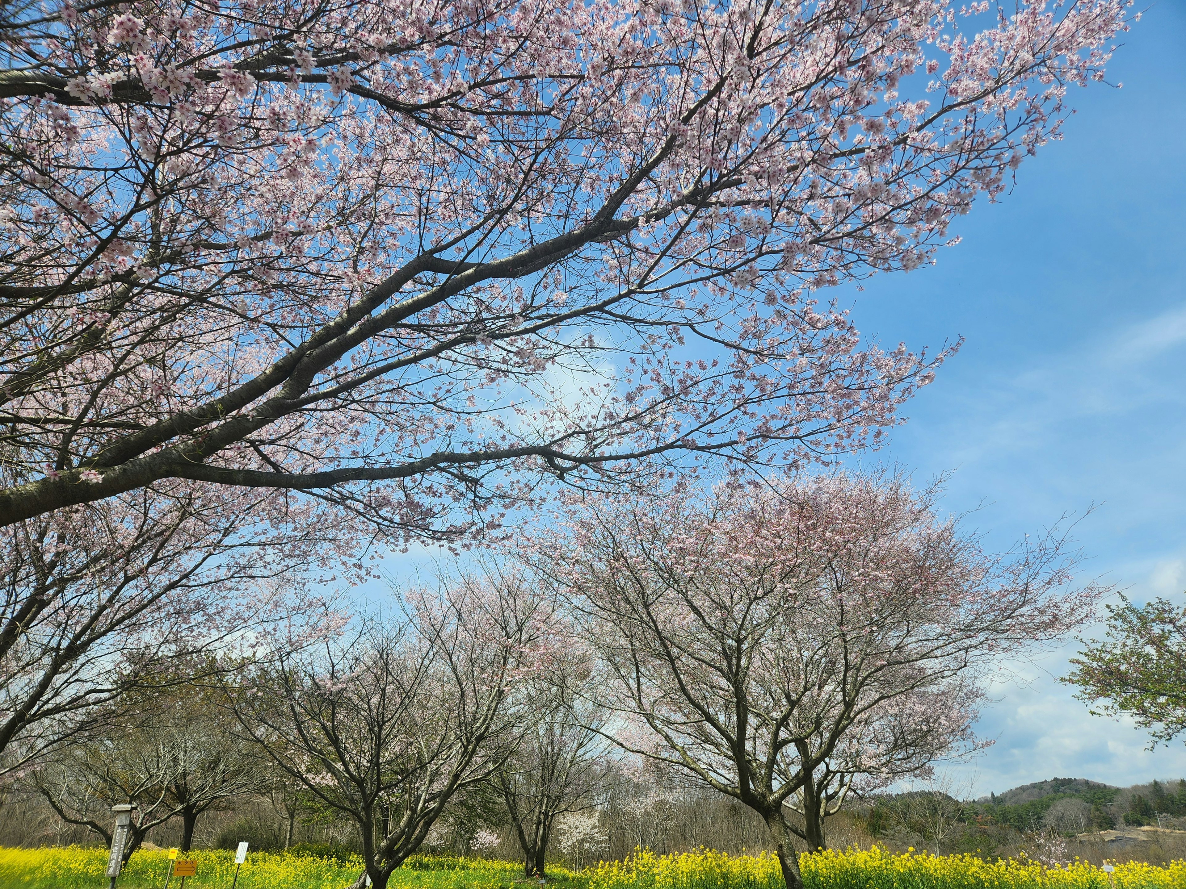 Alberi di ciliegio in fiore sotto un cielo blu con campi di fiori di colza gialli