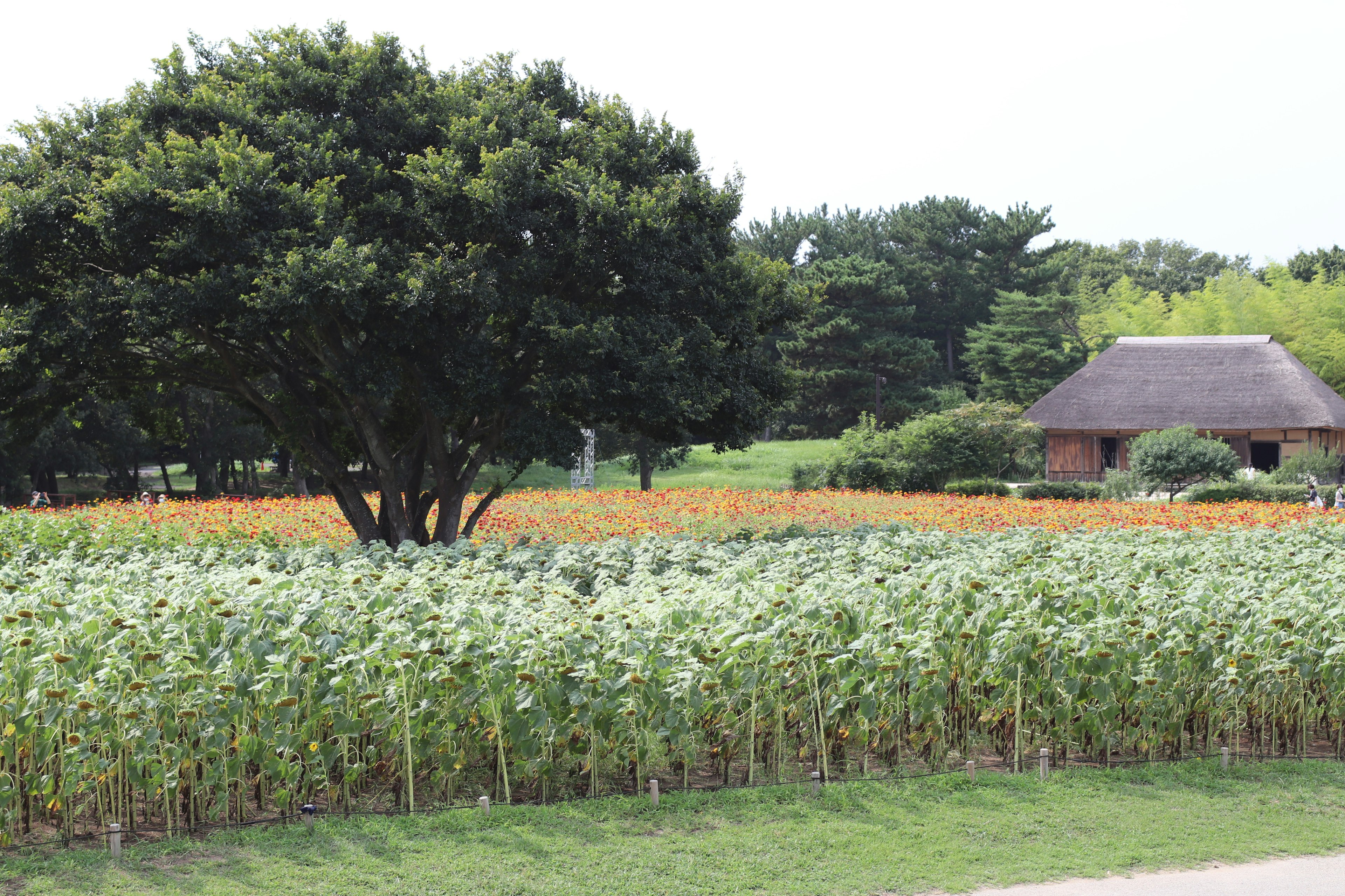 A landscape featuring a green field with a large tree and a small hut in the background