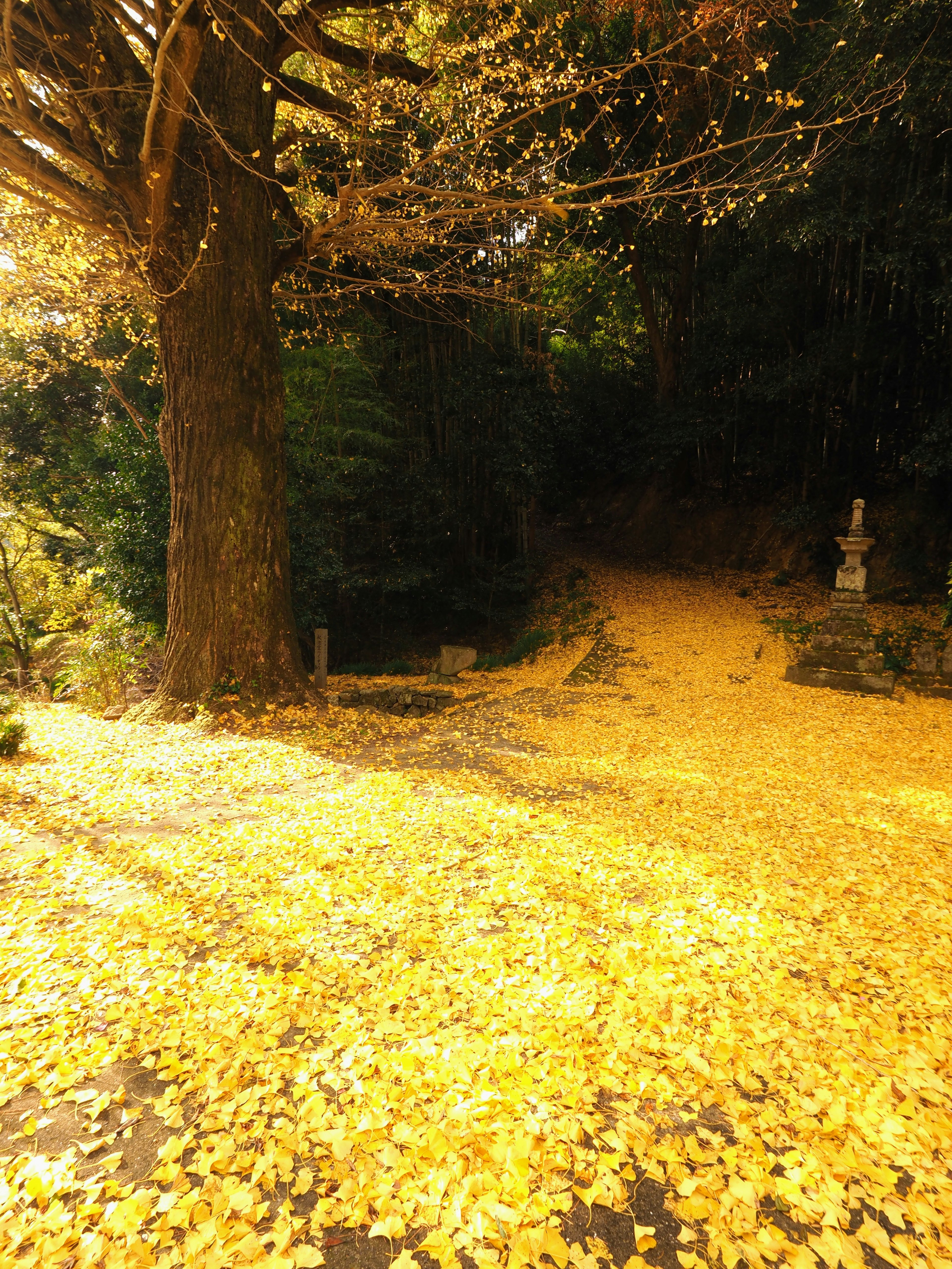 Weg bedeckt mit herbstlichen gelben Blättern und einem großen Baum