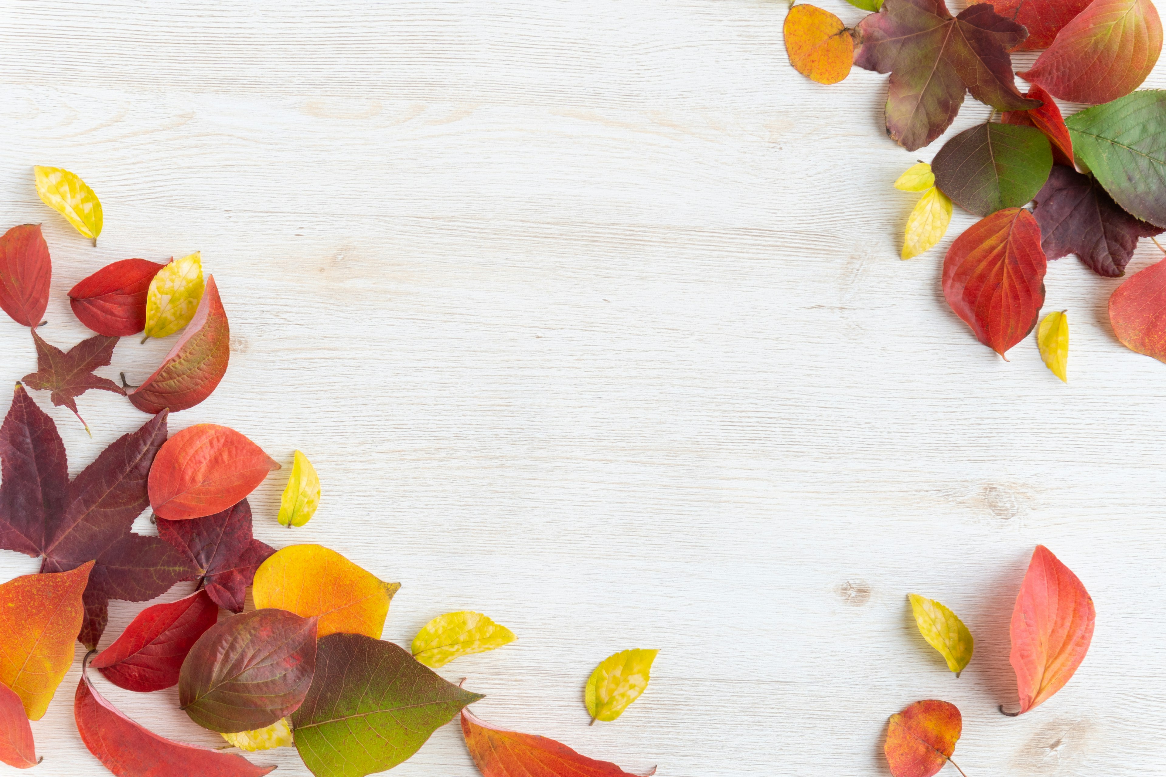 Hojas de otoño coloridas esparcidas sobre un fondo blanco de madera