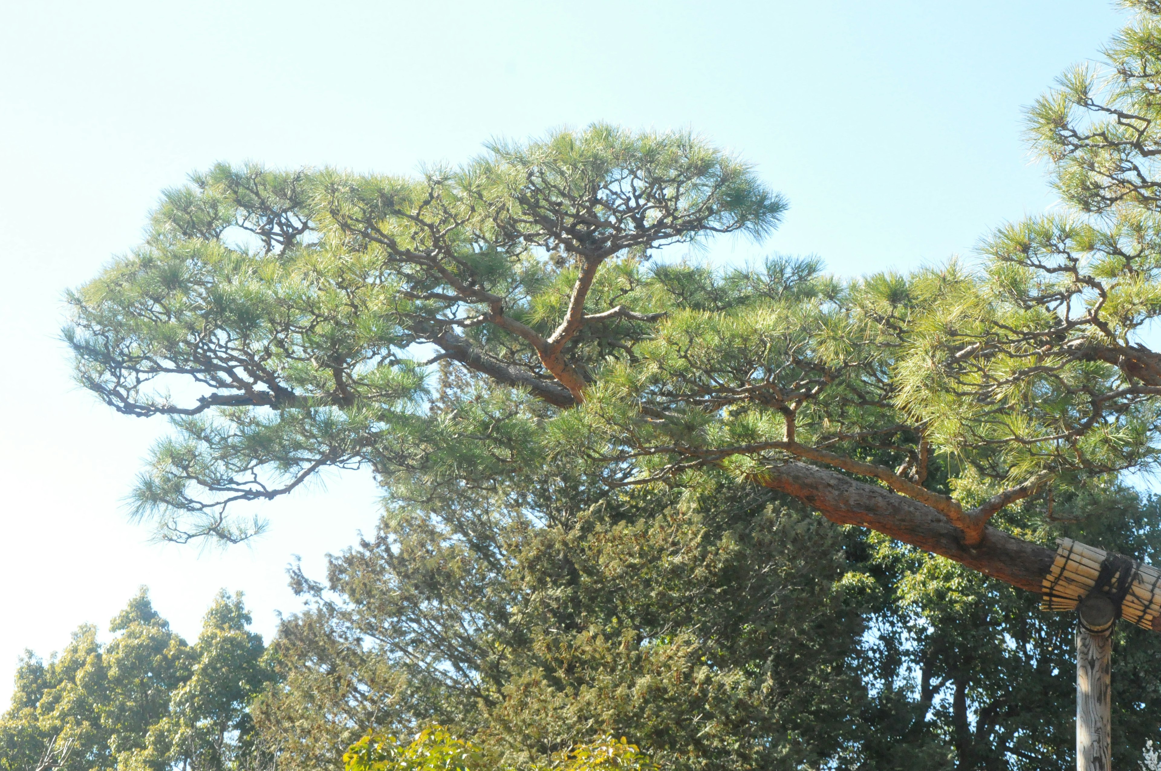 Branches and leaves of a pine tree under a clear blue sky