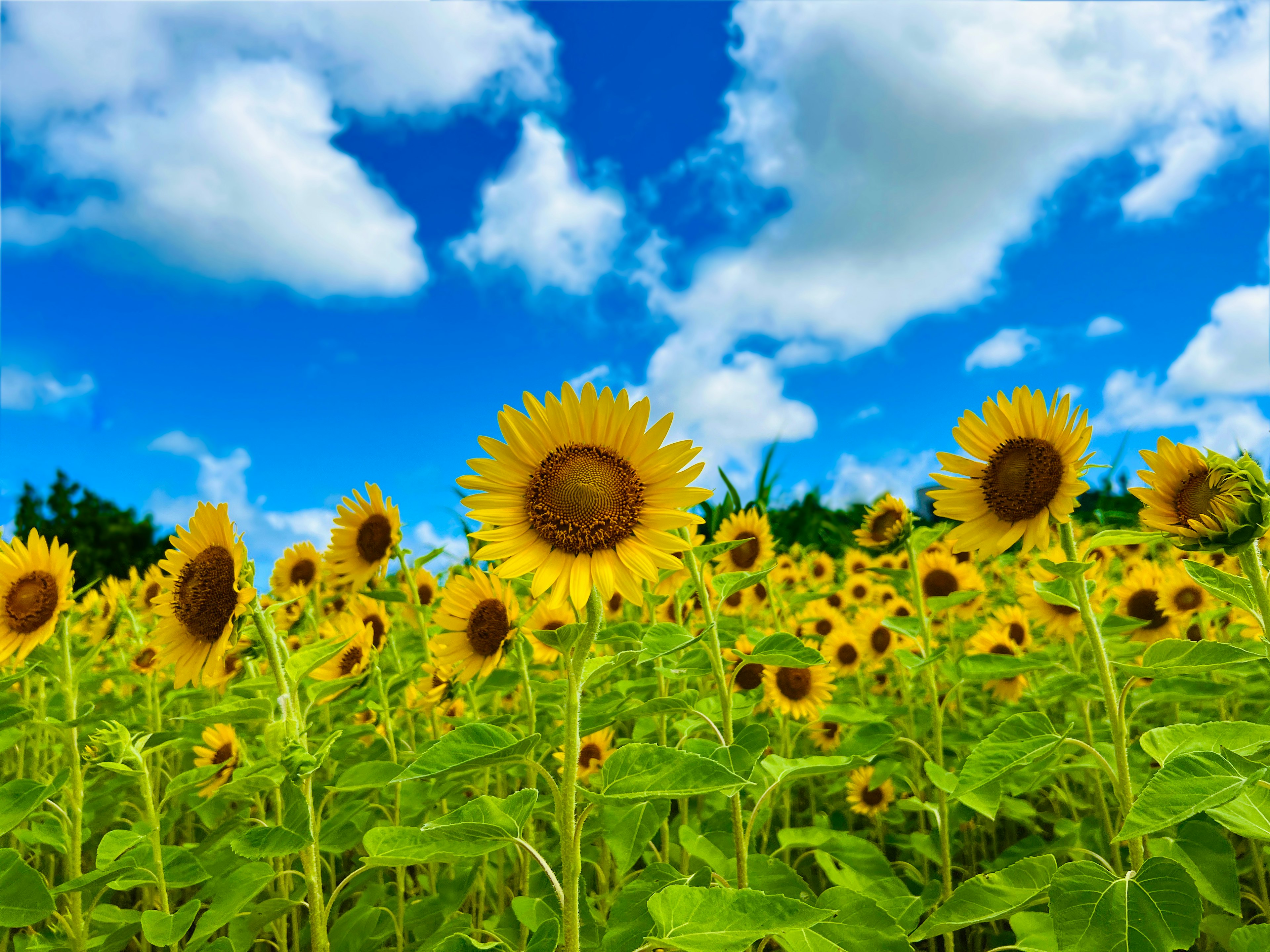 A beautiful sunflower field under a blue sky