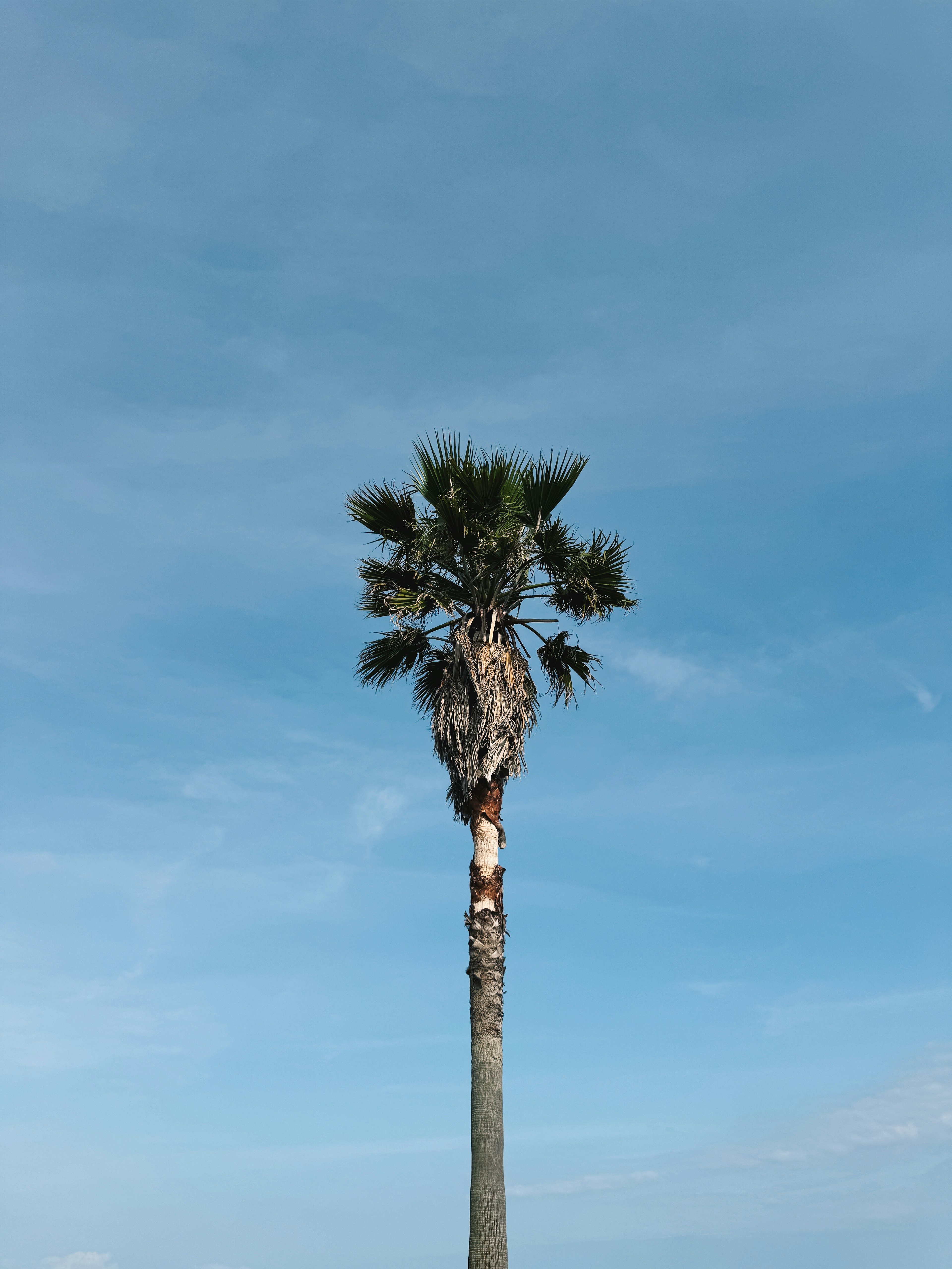 Image of a palm tree standing under a blue sky