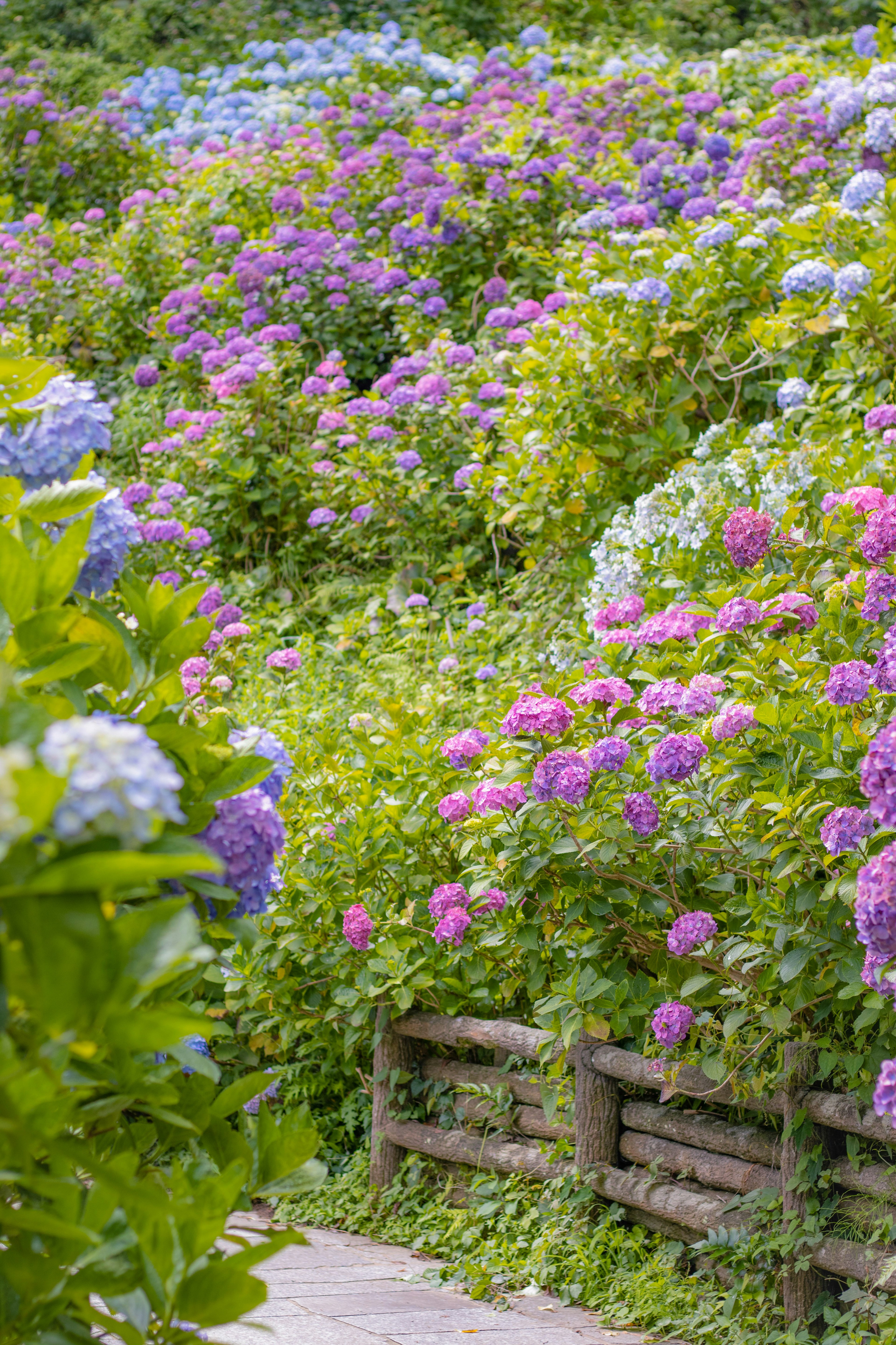 Un hermoso paisaje lleno de hortensias coloridas en flor