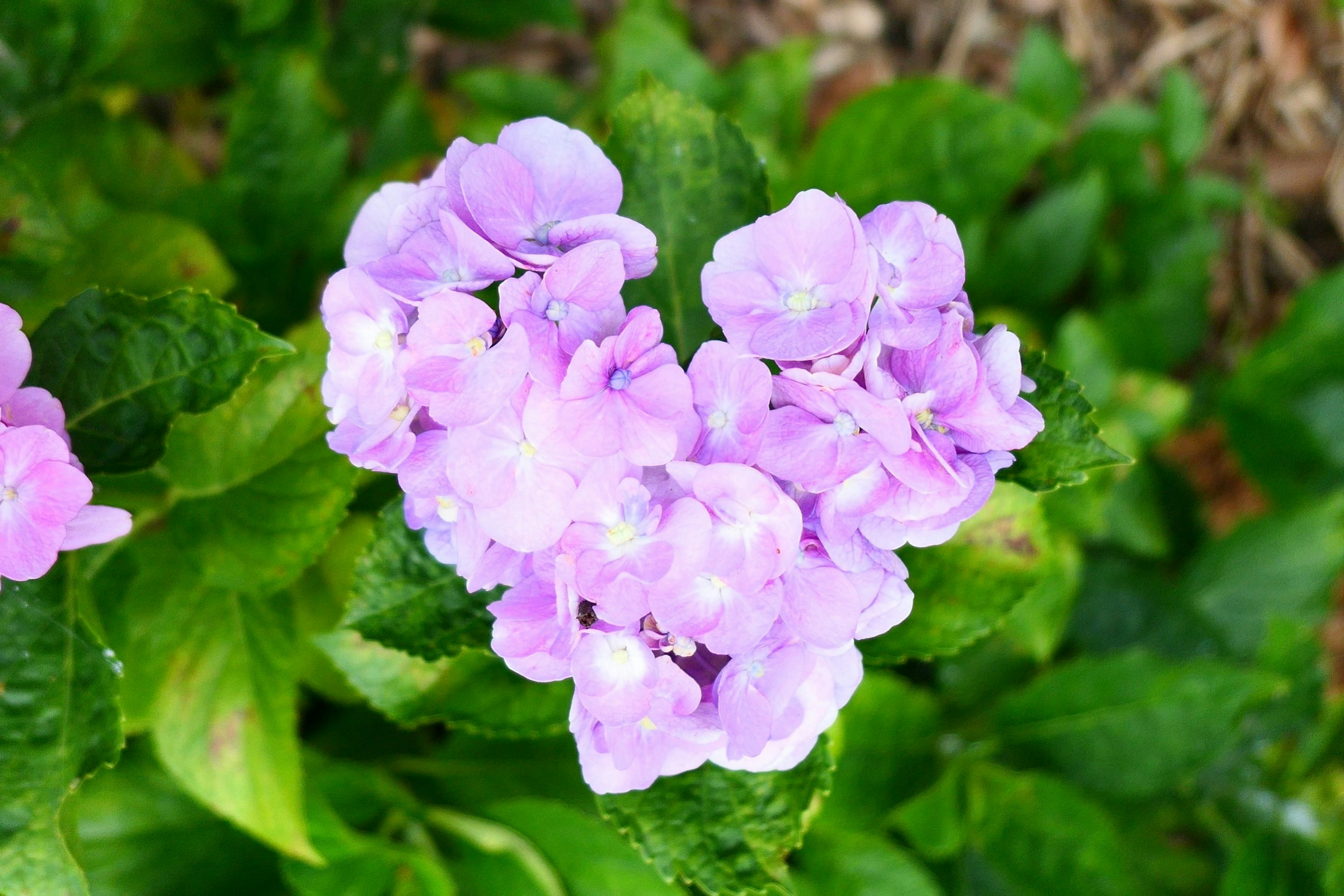 Regroupement de fleurs violettes entourées de feuilles vertes