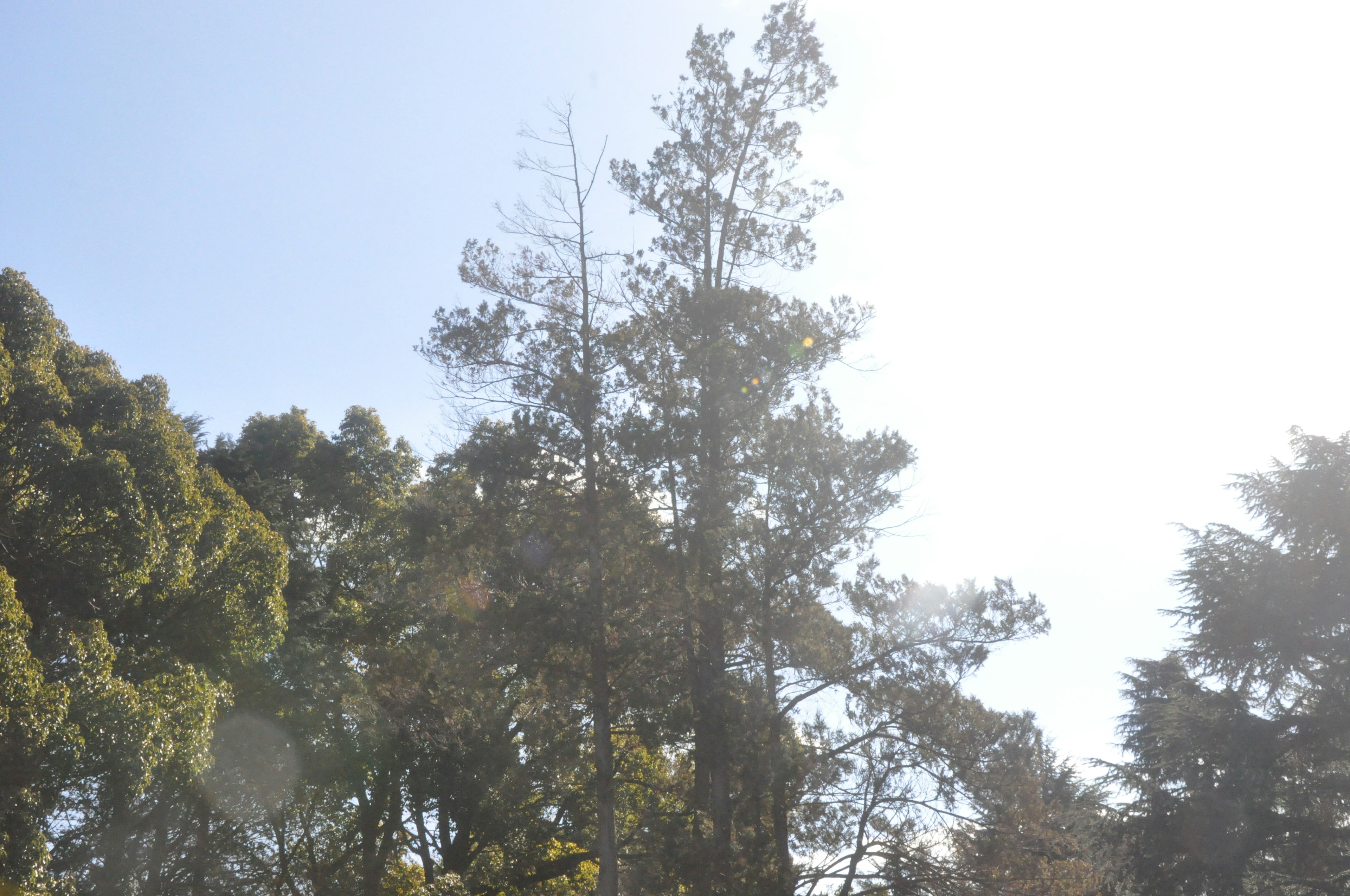 Tall trees under a blue sky with sunlight