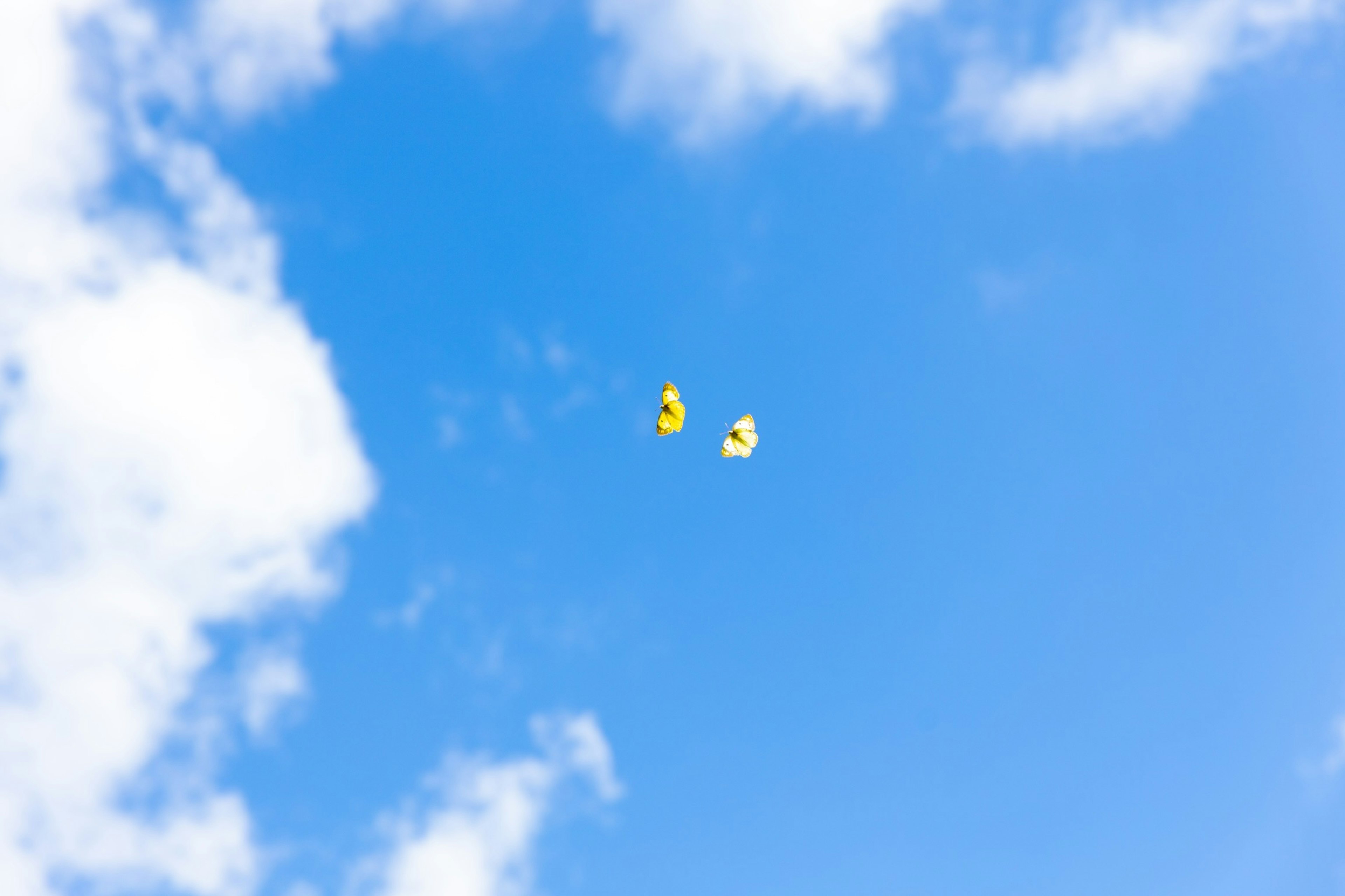 Two yellow balloons floating in a blue sky