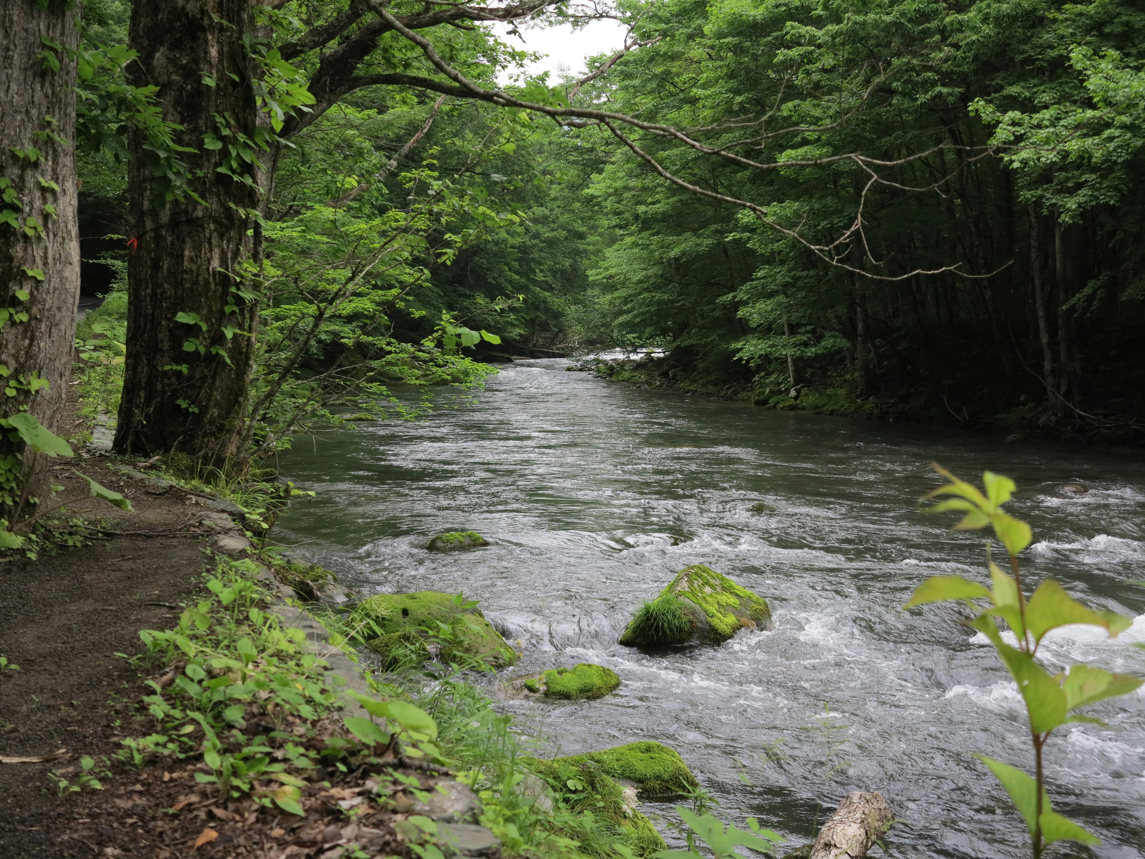 Un arroyo sereno que fluye a través de un bosque verde con árboles