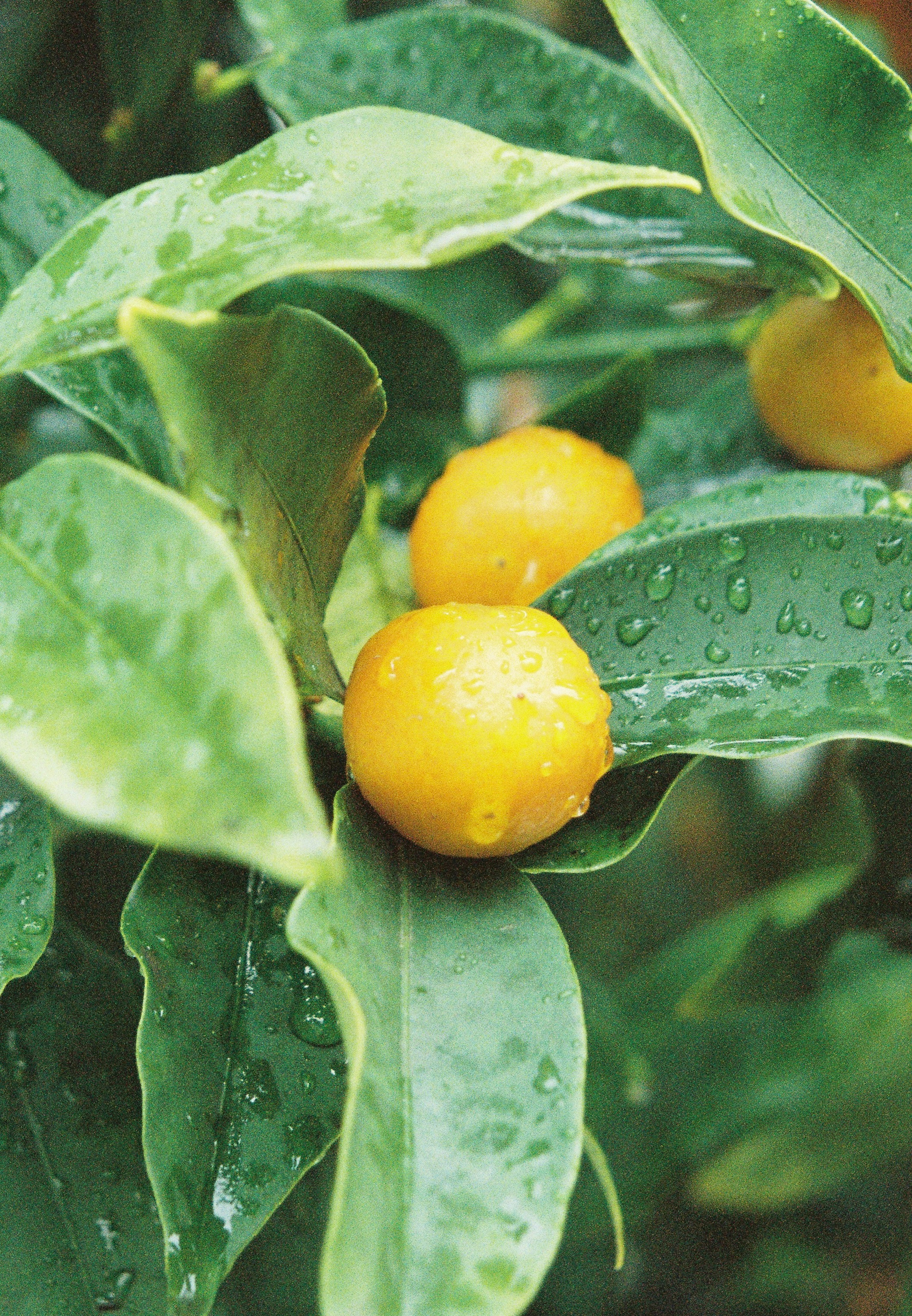 Frutti gialli tra foglie verdi con gocce d'acqua