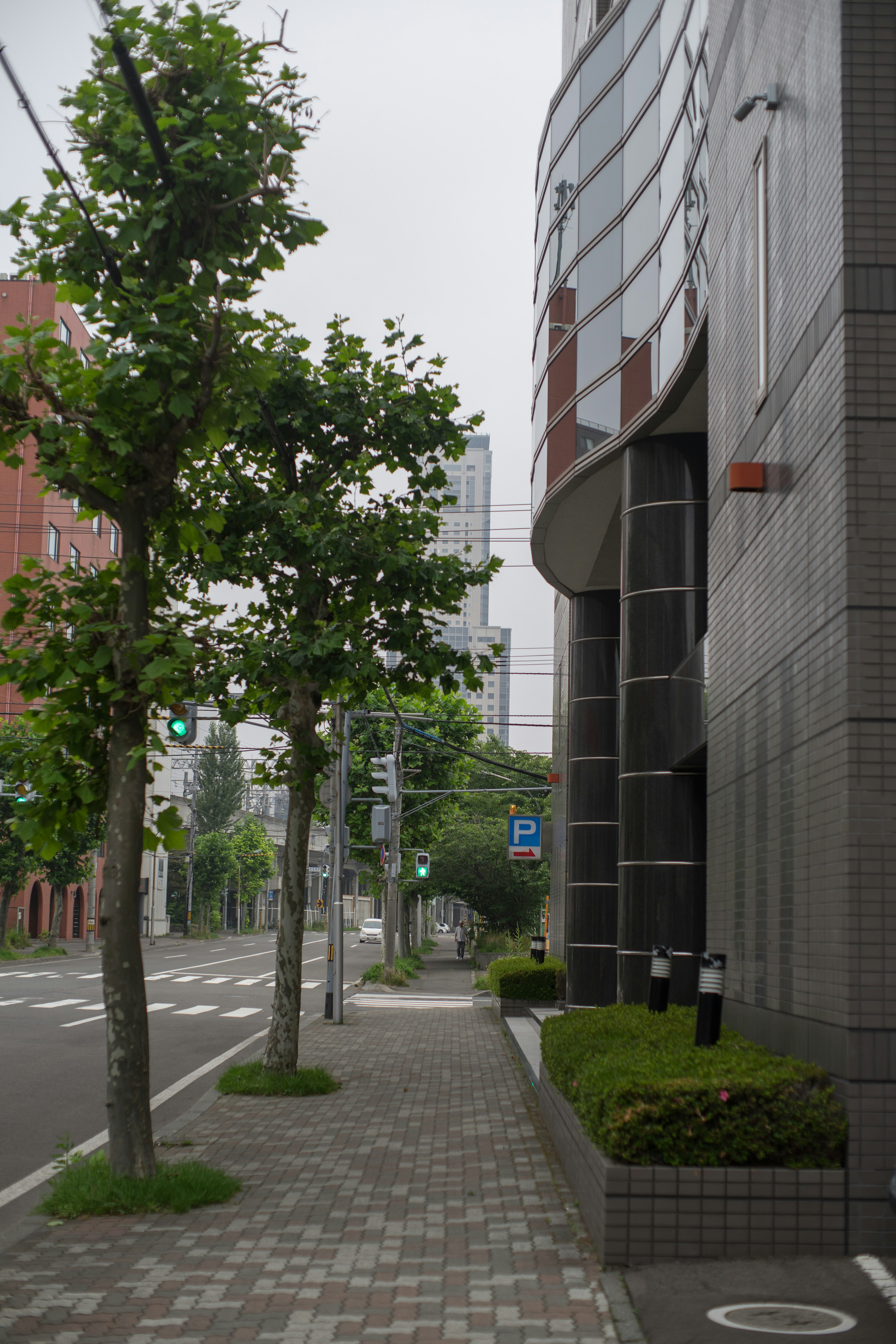 A view of small trees lining a sidewalk near a high-rise building