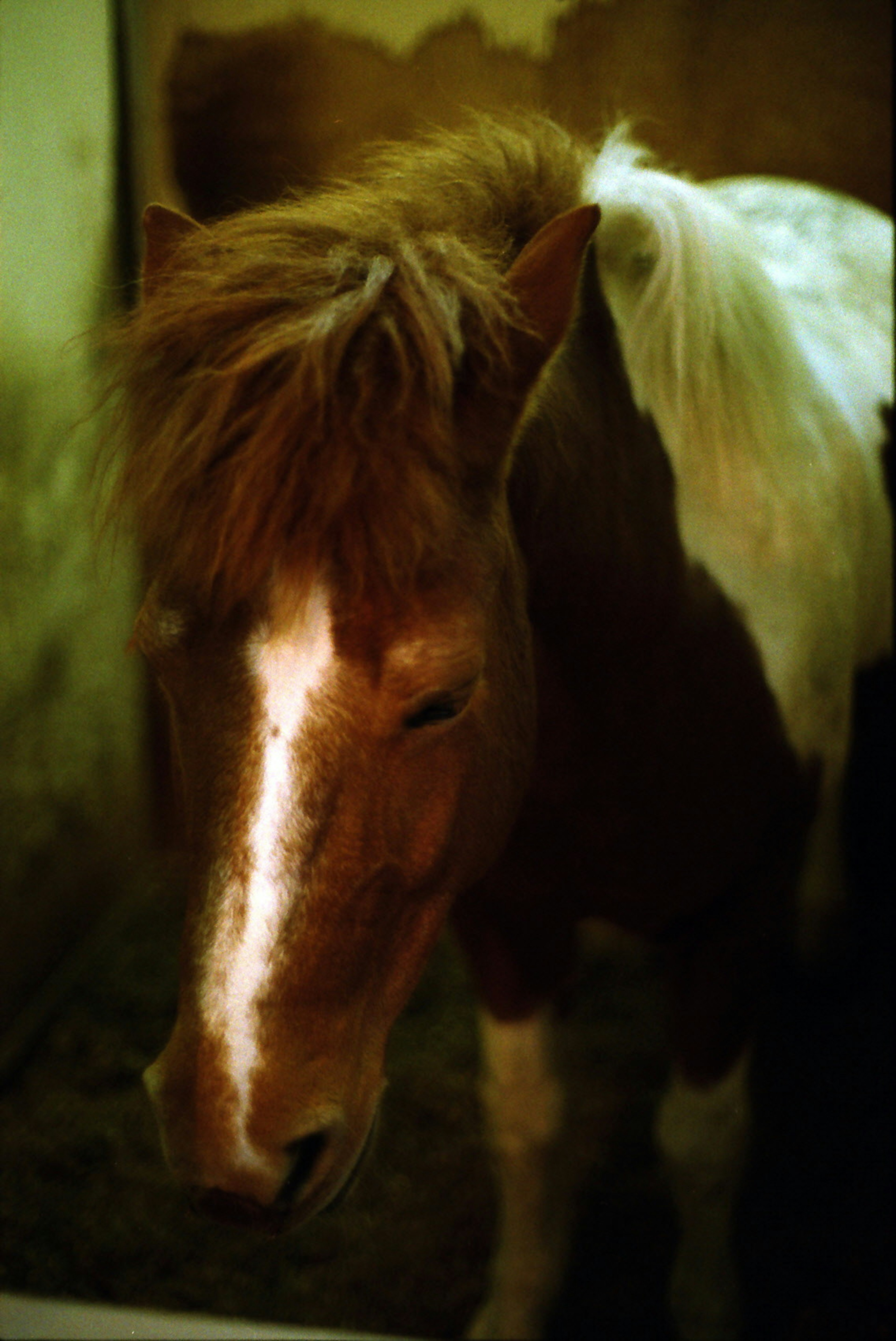 Un cheval avec un pelage brun et des marques blanches se tient devant un fond sombre