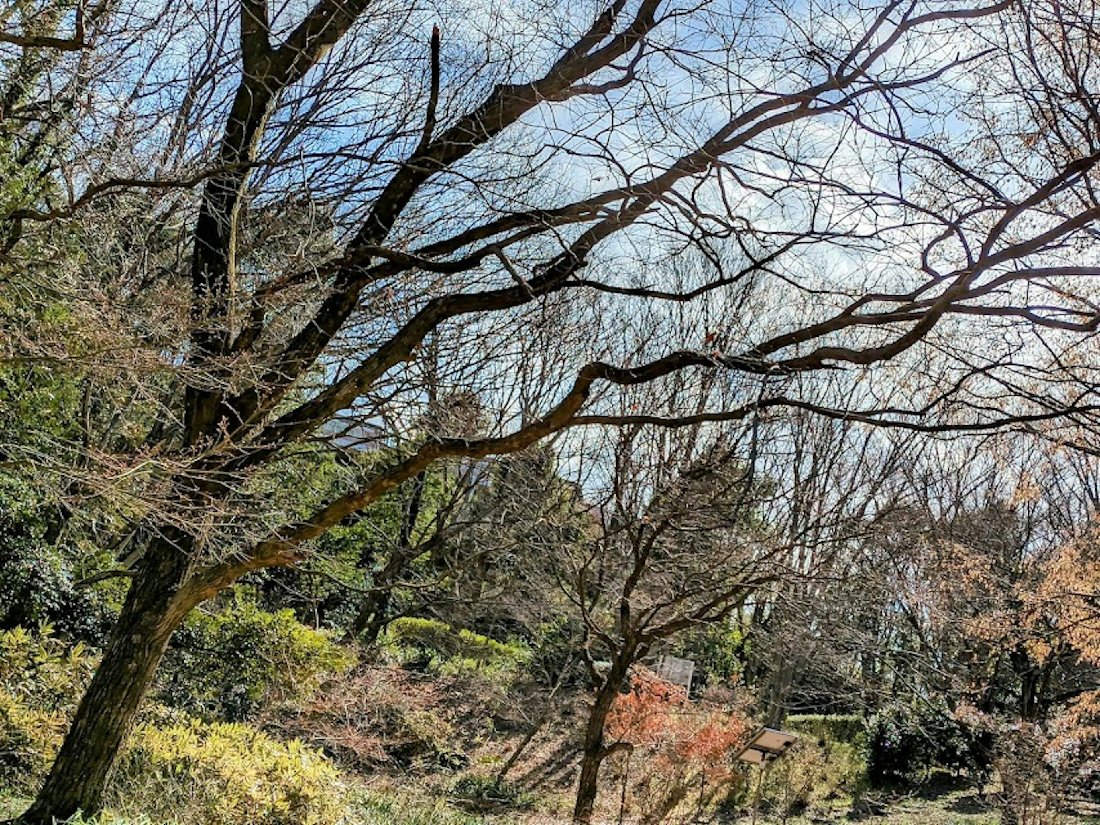 Winterlandschaft unter blauem Himmel mit auffälligen Baumzweigen und jungen Blättern