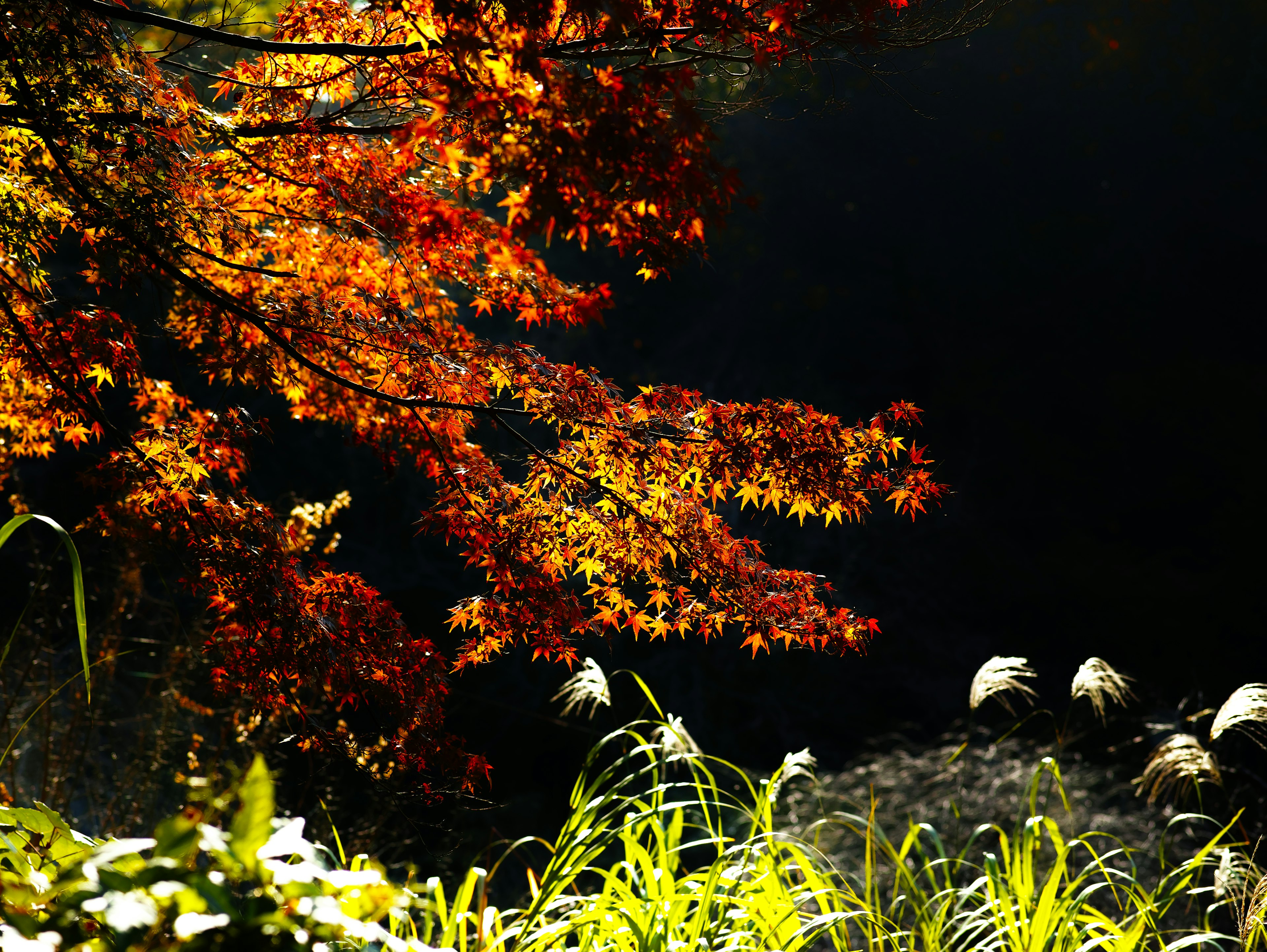 Malerscher Blick auf Herbstlaub, das sich im Wasser spiegelt