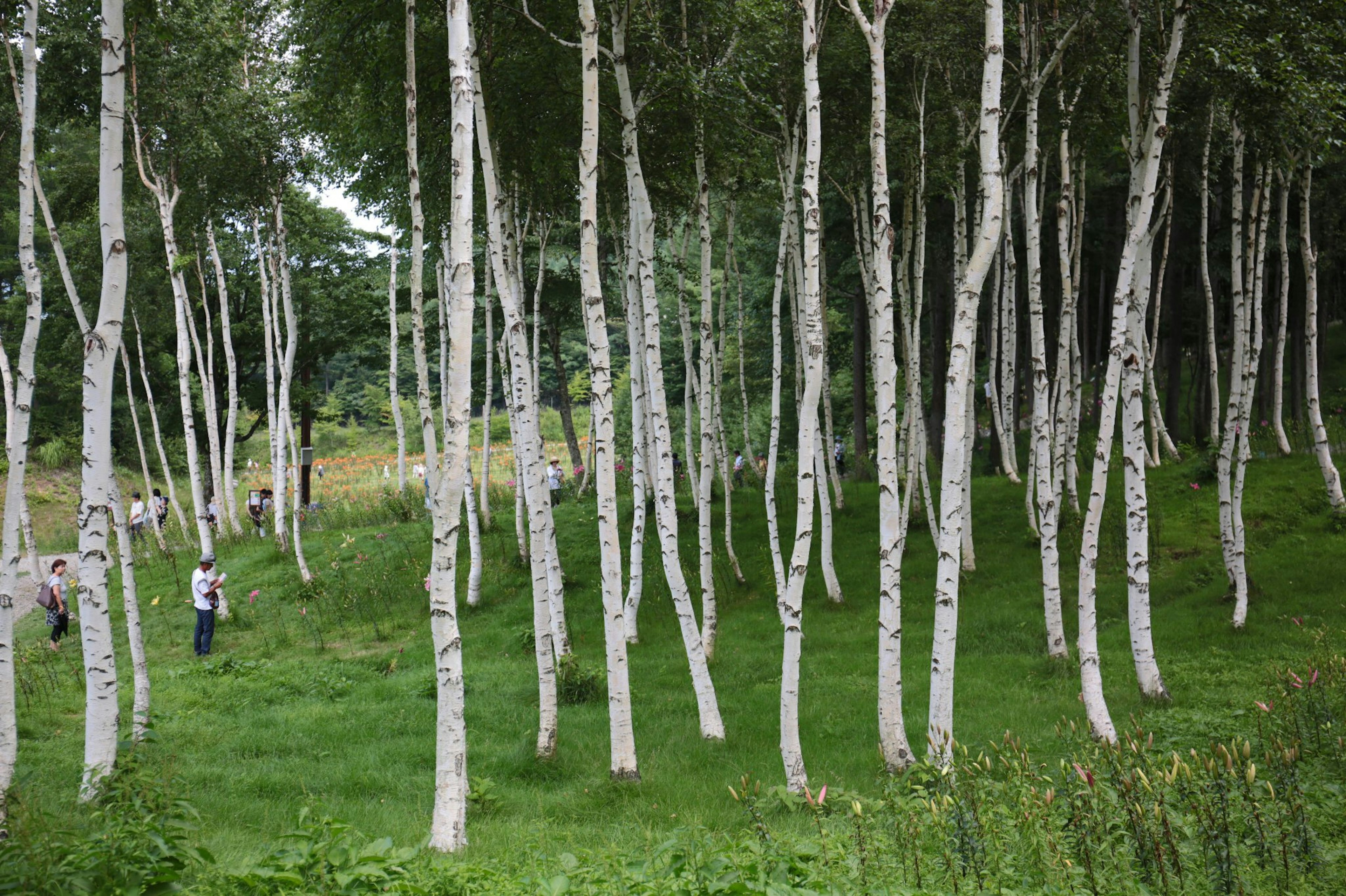 Pemandangan hutan subur dengan pohon birch putih dan rumput hijau