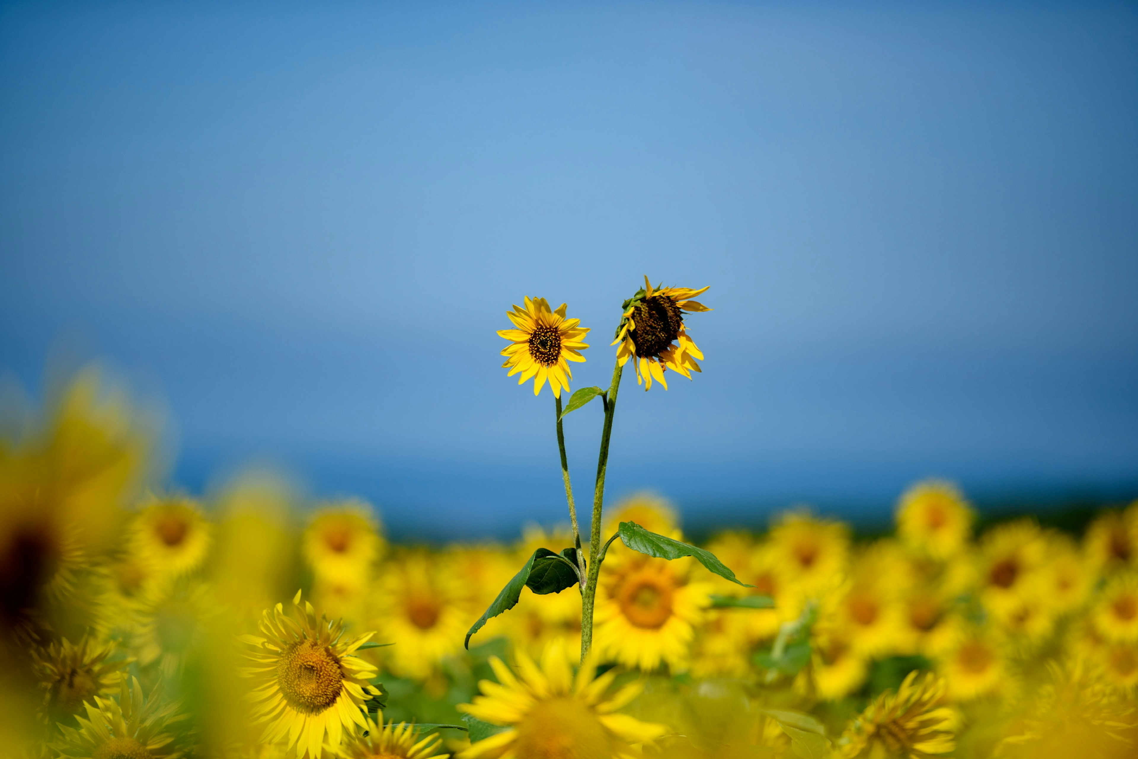 Zwei Sonnenblumen, die in einem lebhaften Feld von gelben Sonnenblumen stehen