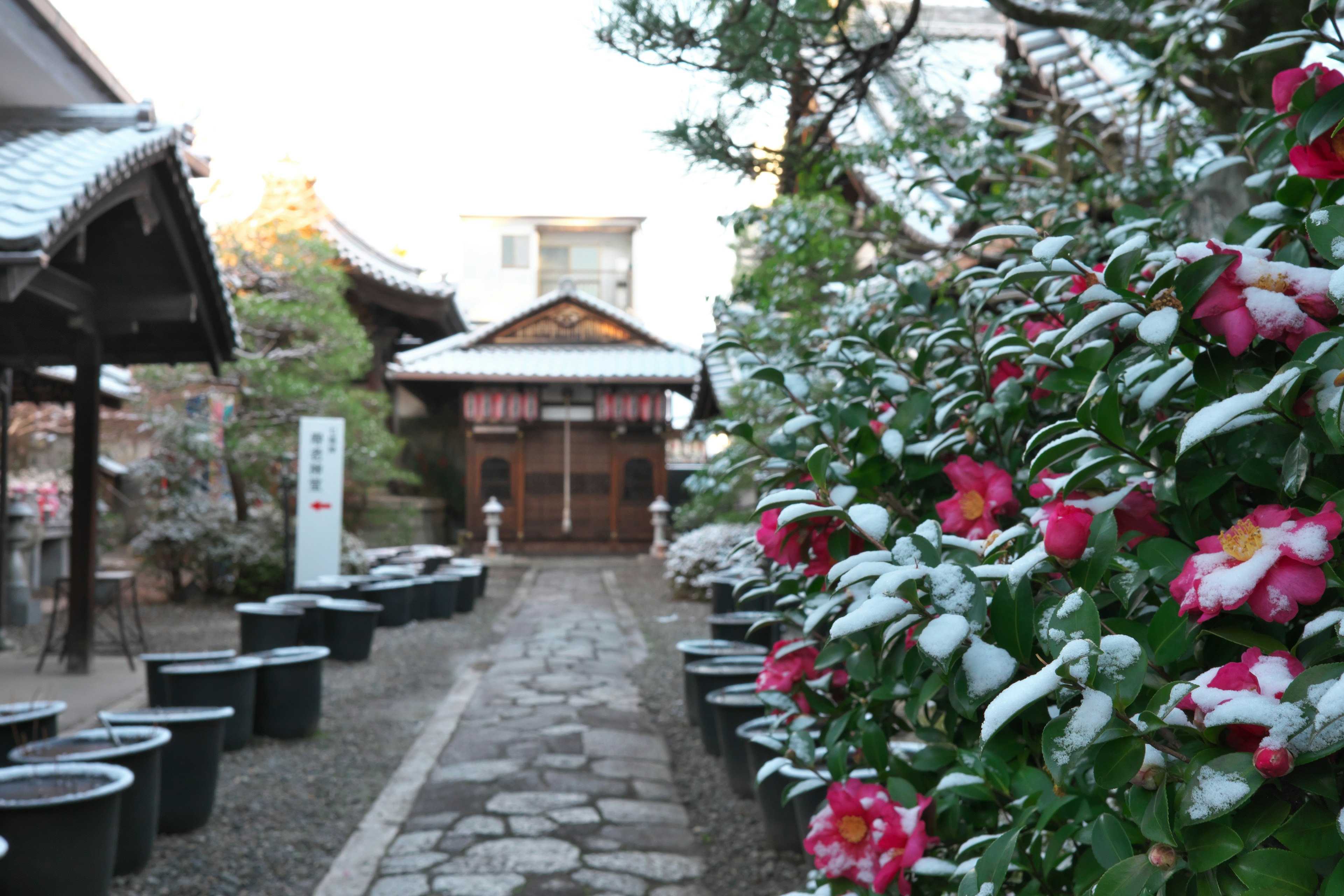 雪に覆われた庭園の道と花々が美しい寺院の風景