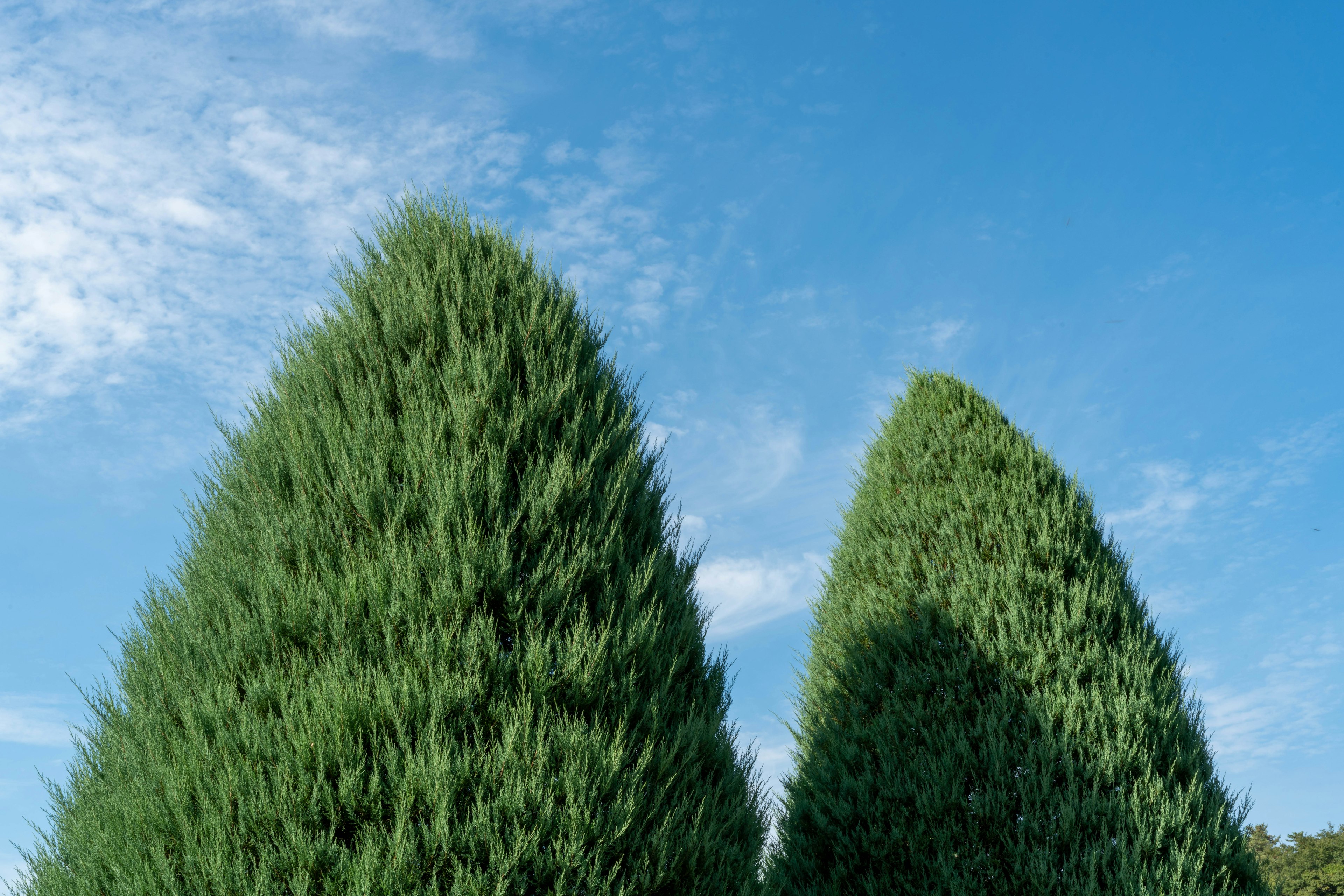 Deux arbres verts symétriques sous un ciel bleu clair