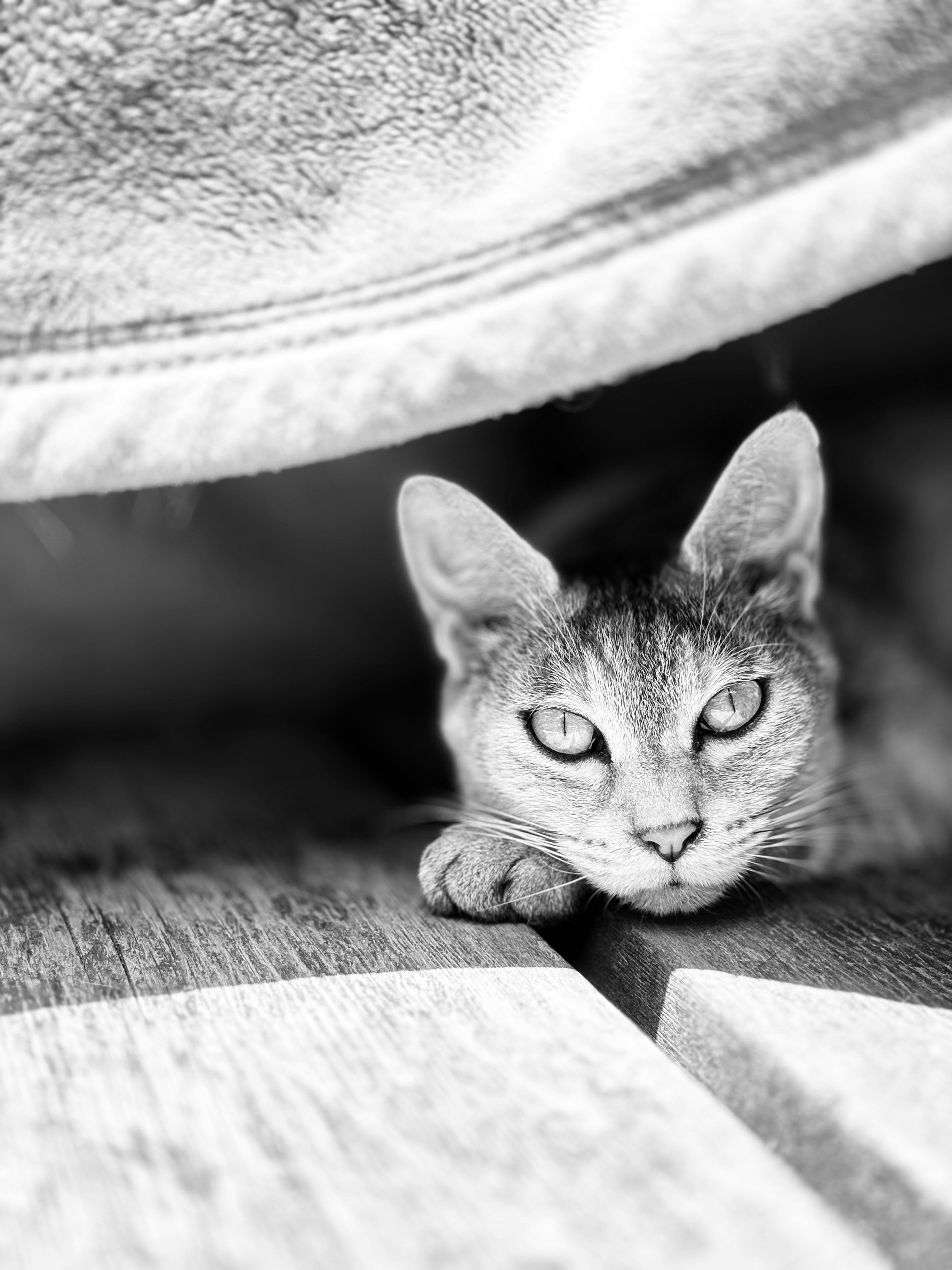 A black and white cat peeking out from under a blanket