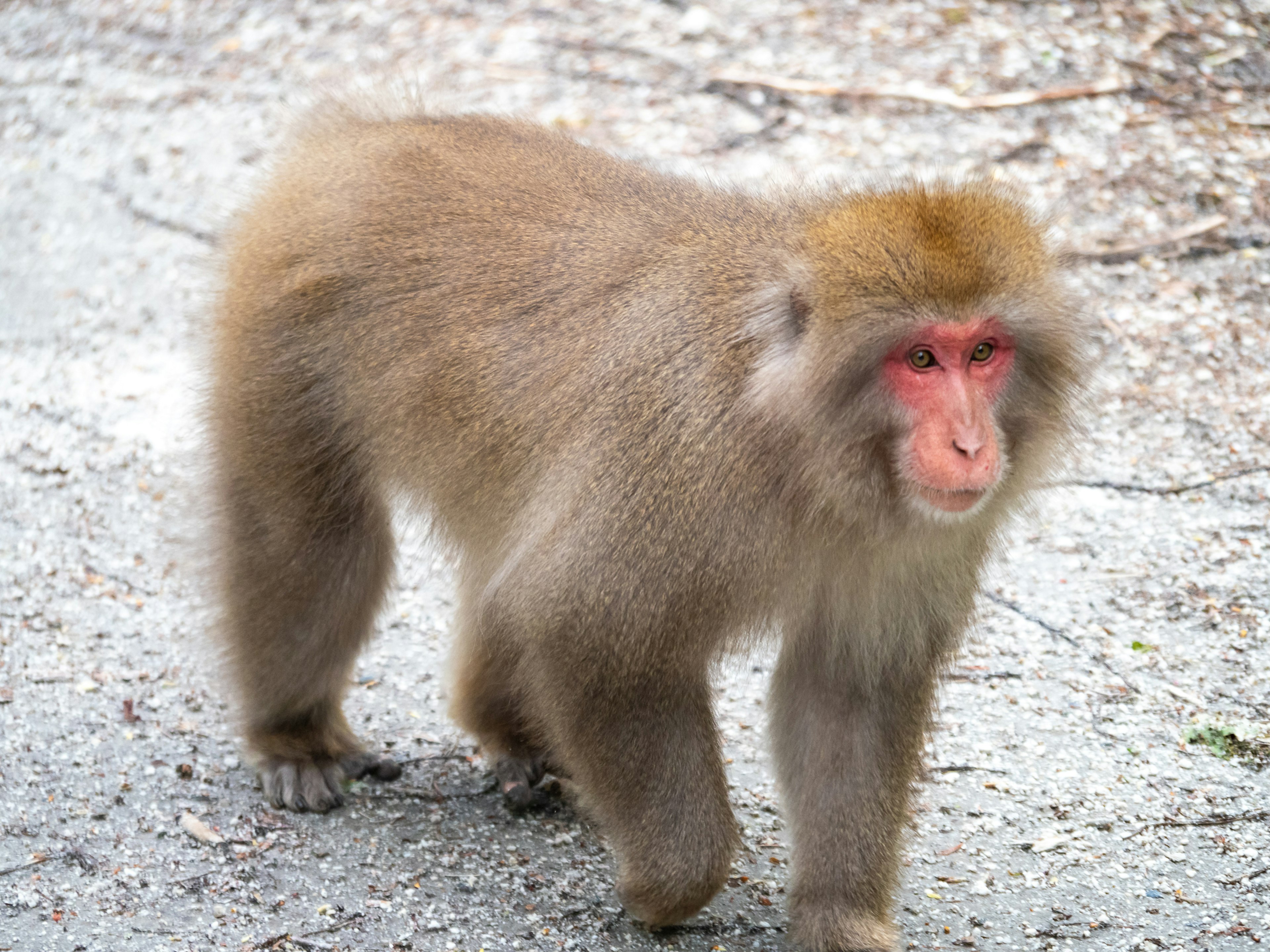 Un macaque japonais duveteux marchant sur un chemin