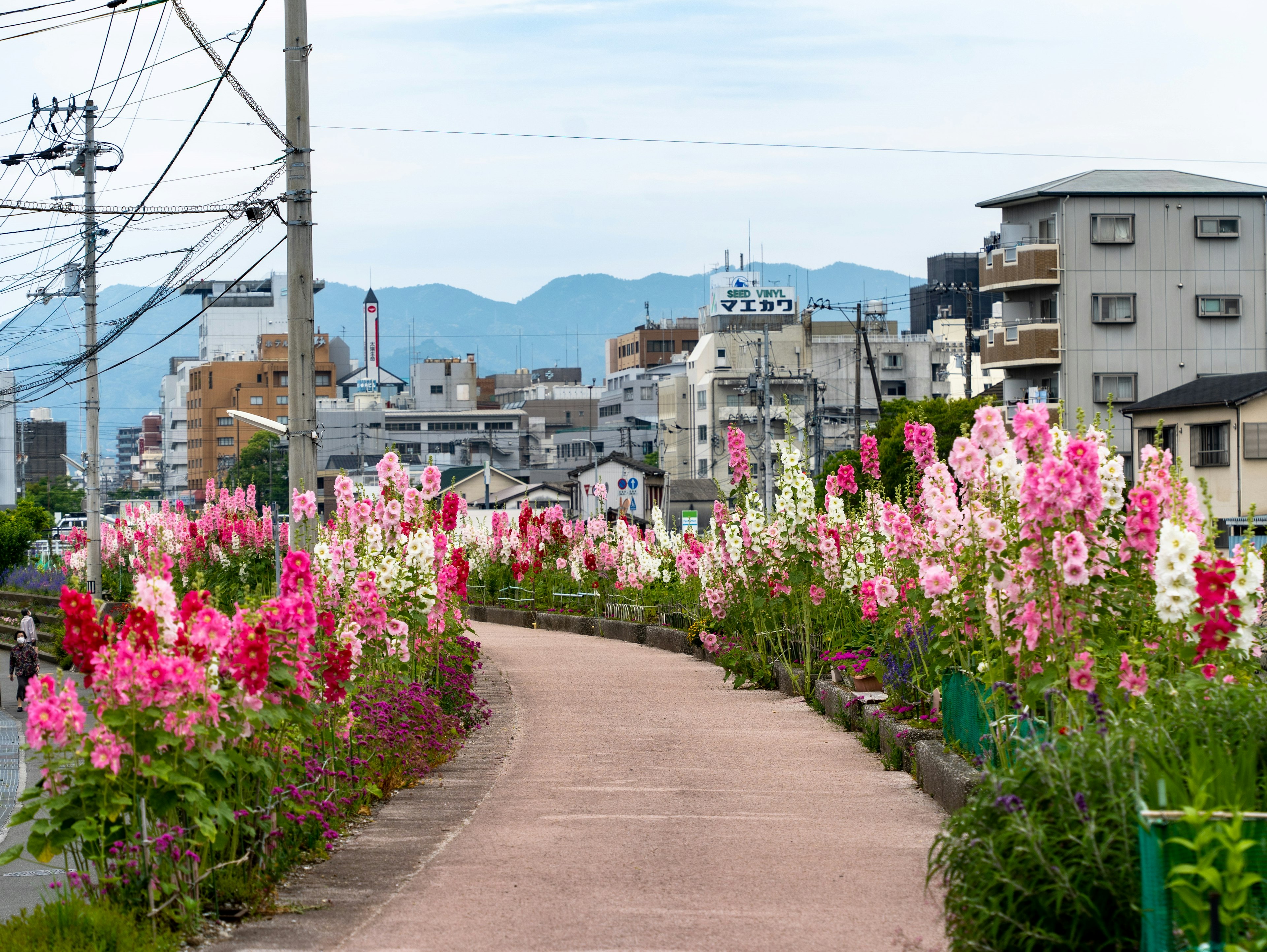 Fiori colorati lungo un sentiero con uno sfondo di edifici e montagne