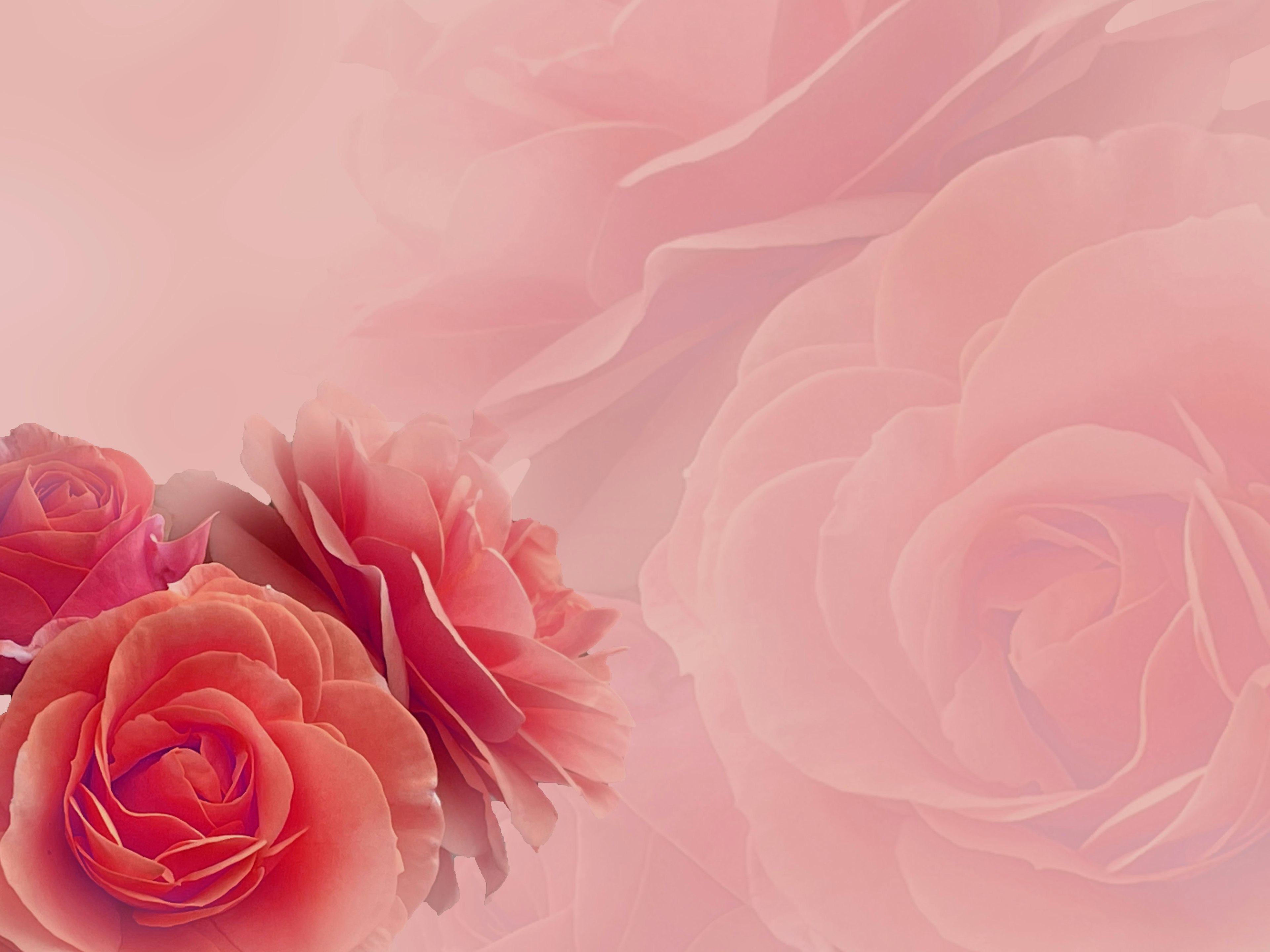 A beautiful bouquet of roses in soft pink background