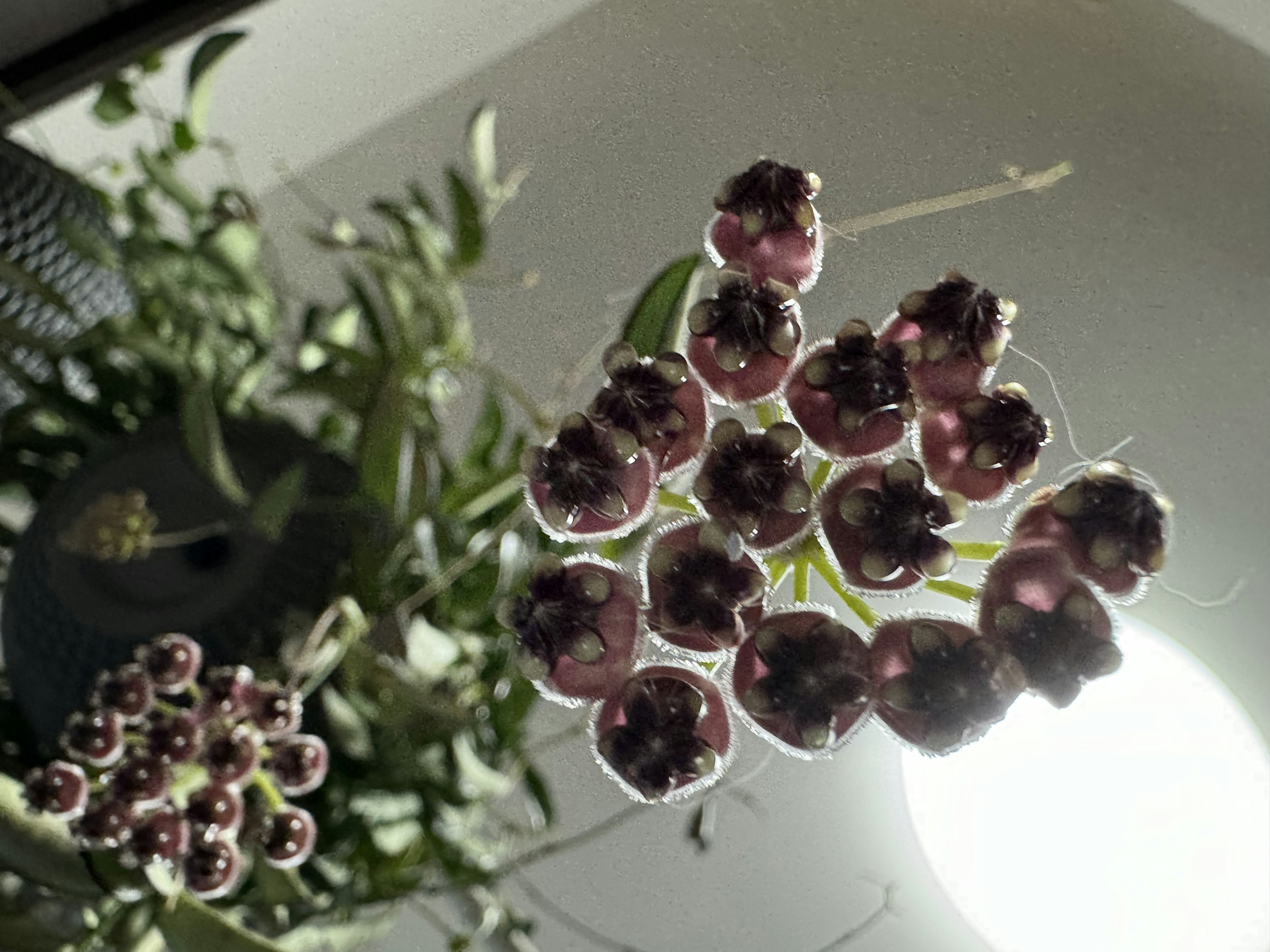 Close-up of clusters of purple and green plant buds