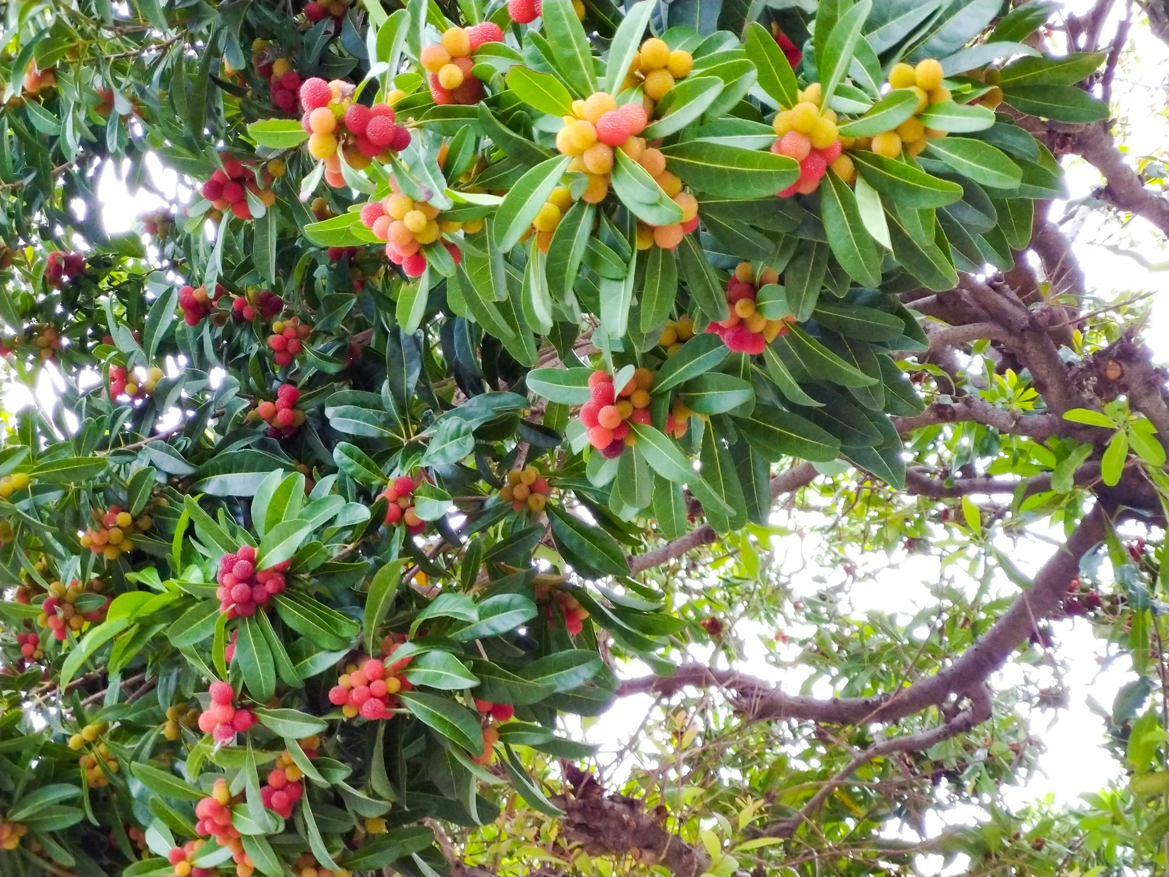 一根樹枝上掛著紅色和黃色的果實，周圍是綠色的葉子