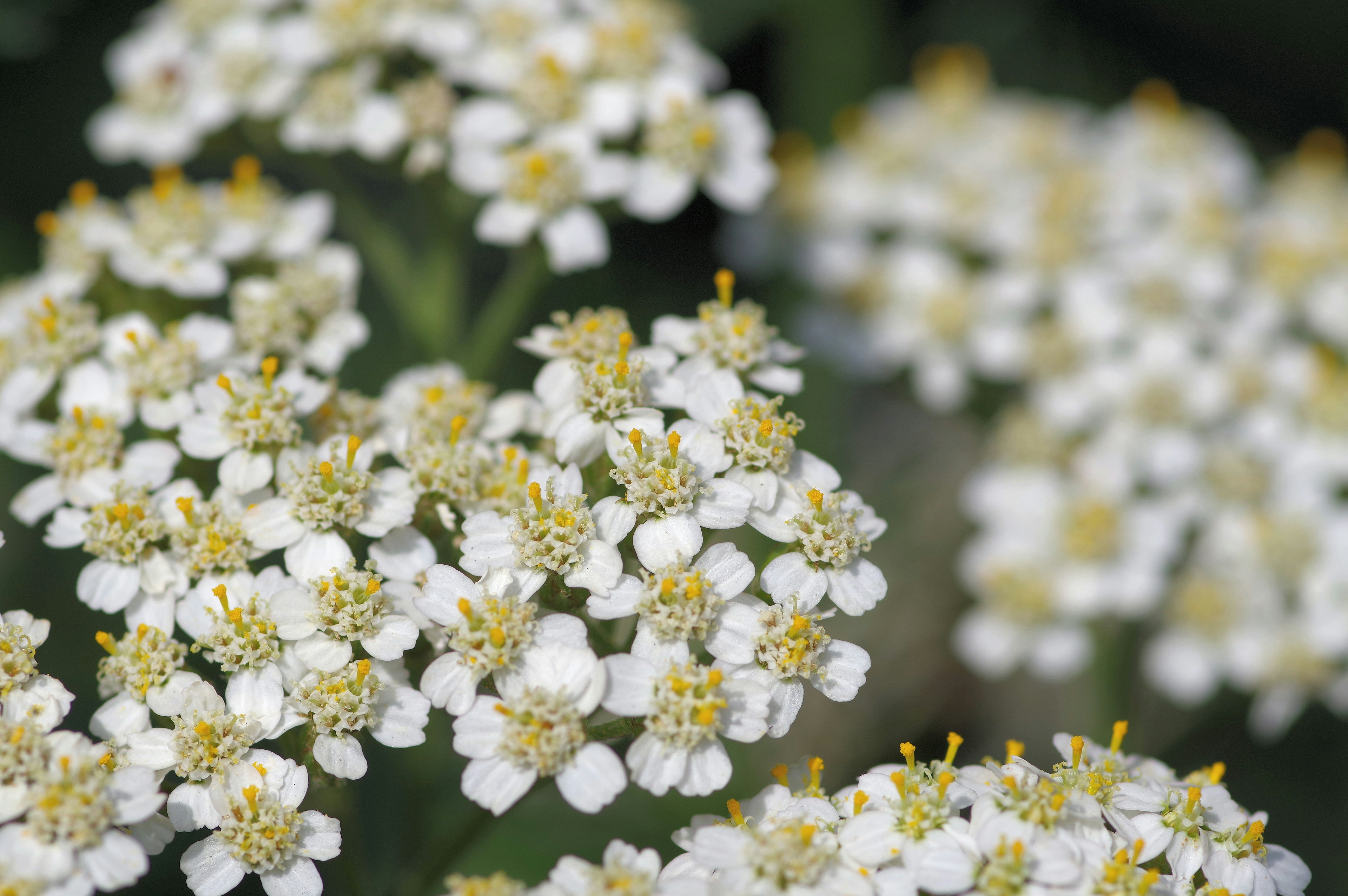 Ansammlung kleiner weißer Blumen mit gelben Zentren