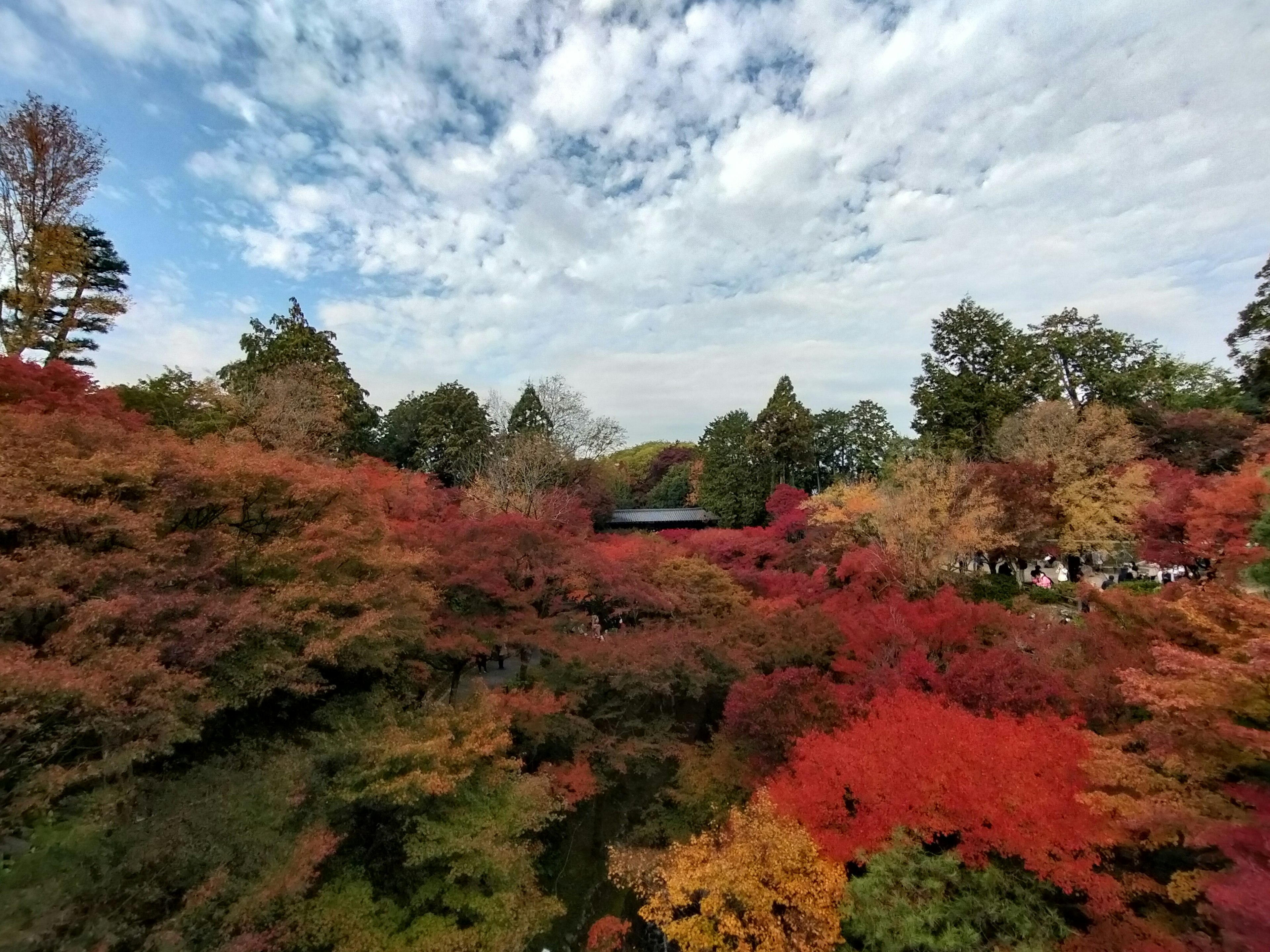 Scenic view of vibrant autumn foliage with a blue sky