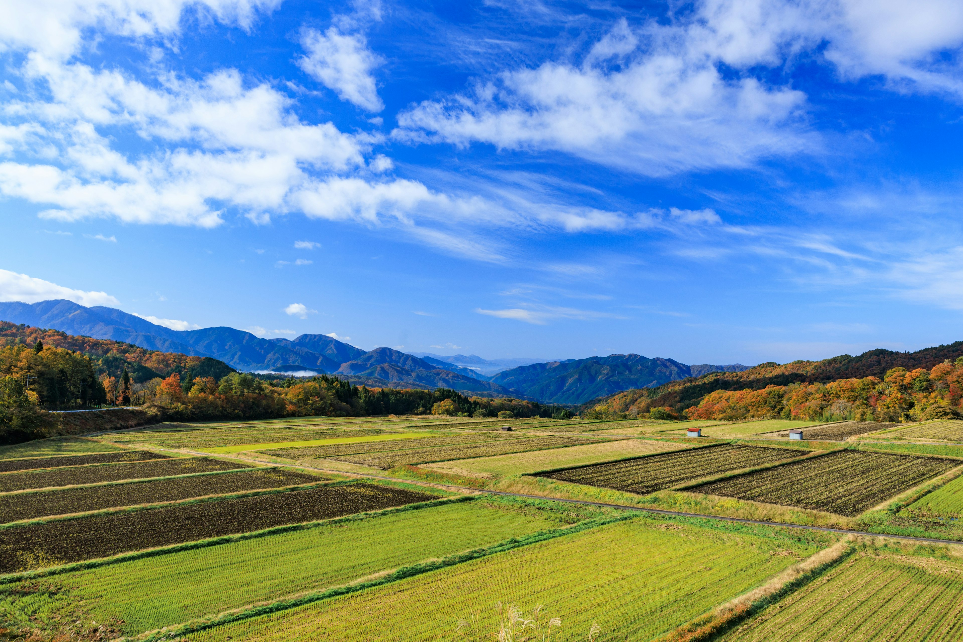 郁郁葱葱的绿色田野，背景是蓝天和山脉