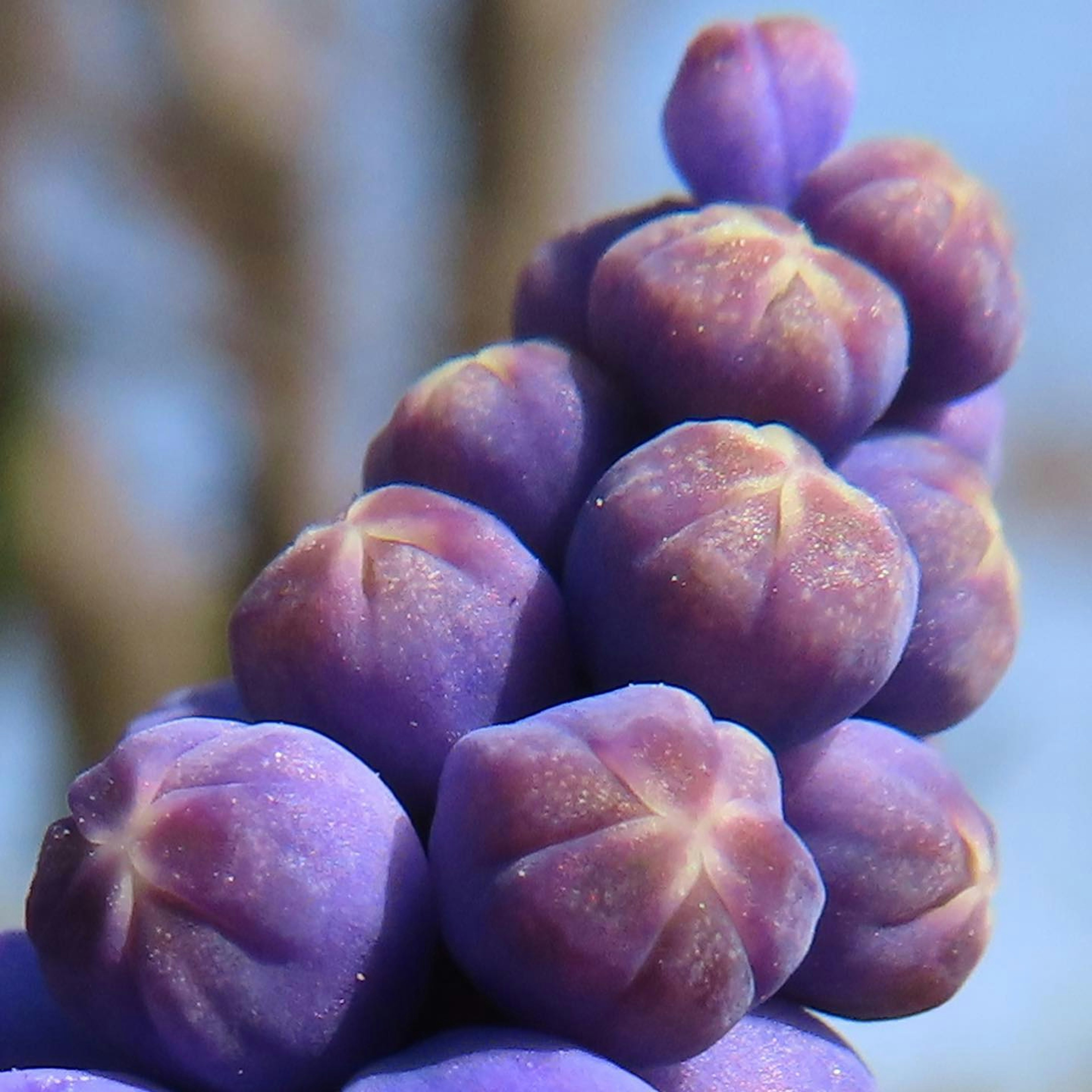 Gros plan sur des bourgeons de plante violette