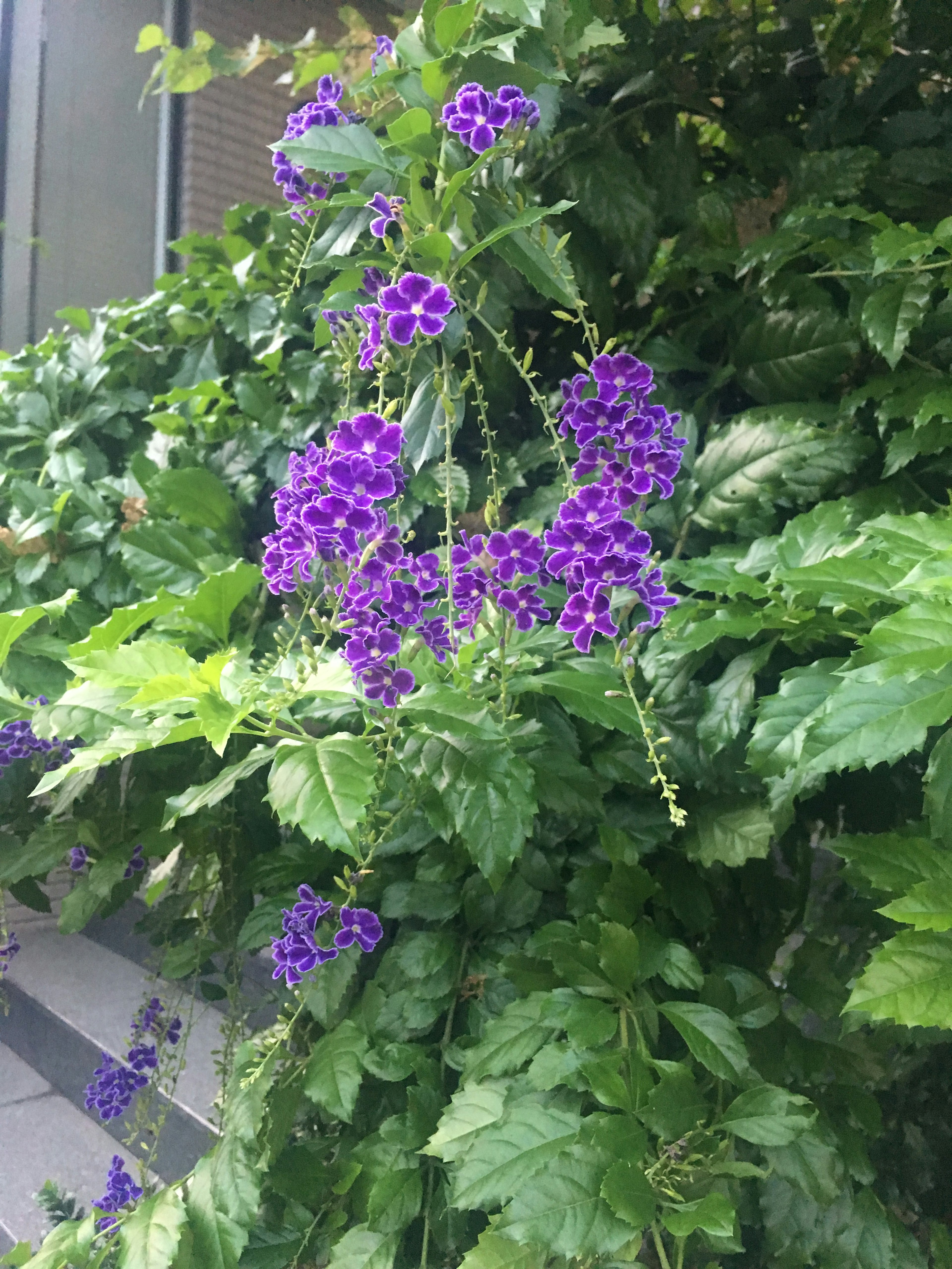 綠色植物的特寫，帶有紫色花朵