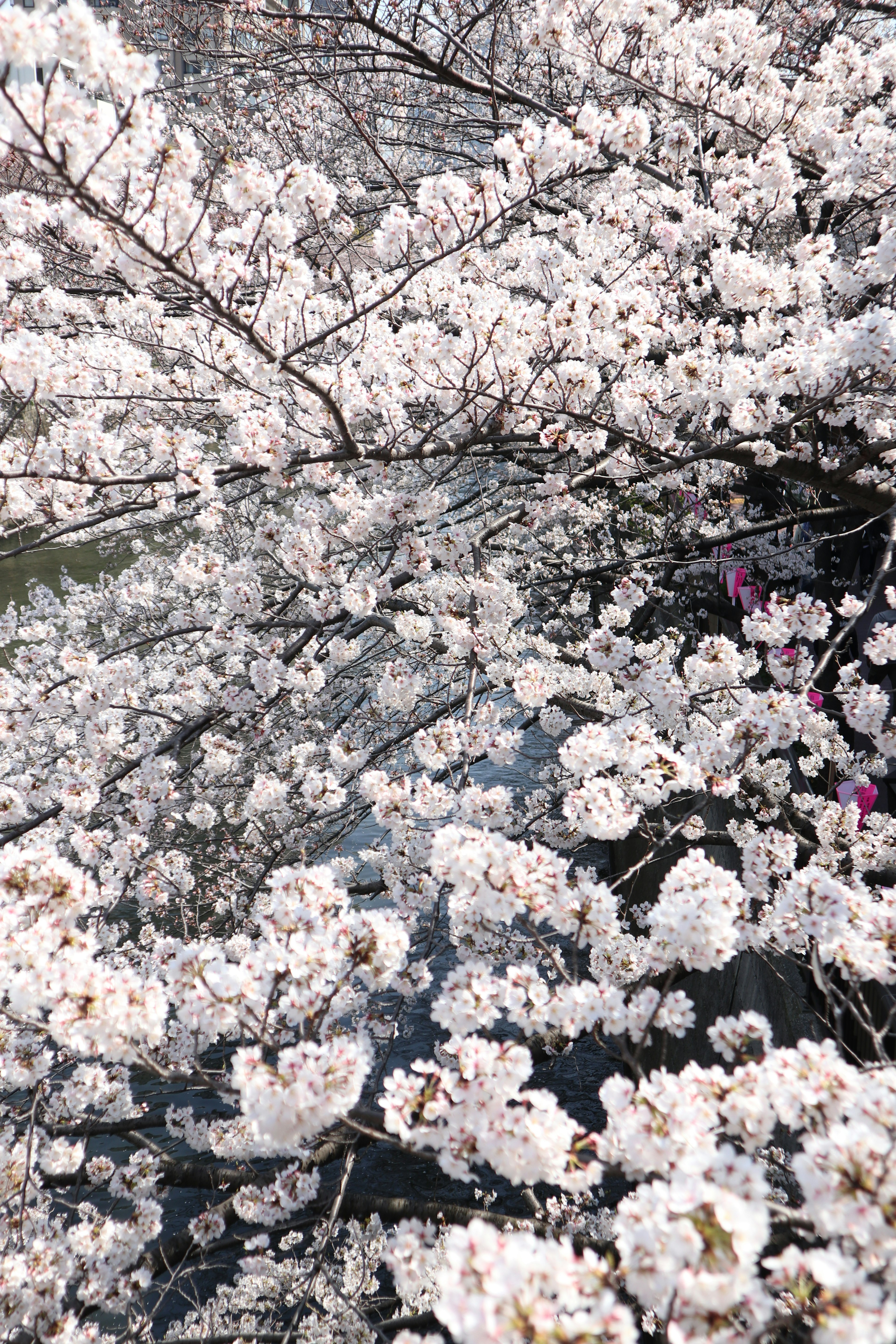 Cherry blossoms reflecting on the water in spring