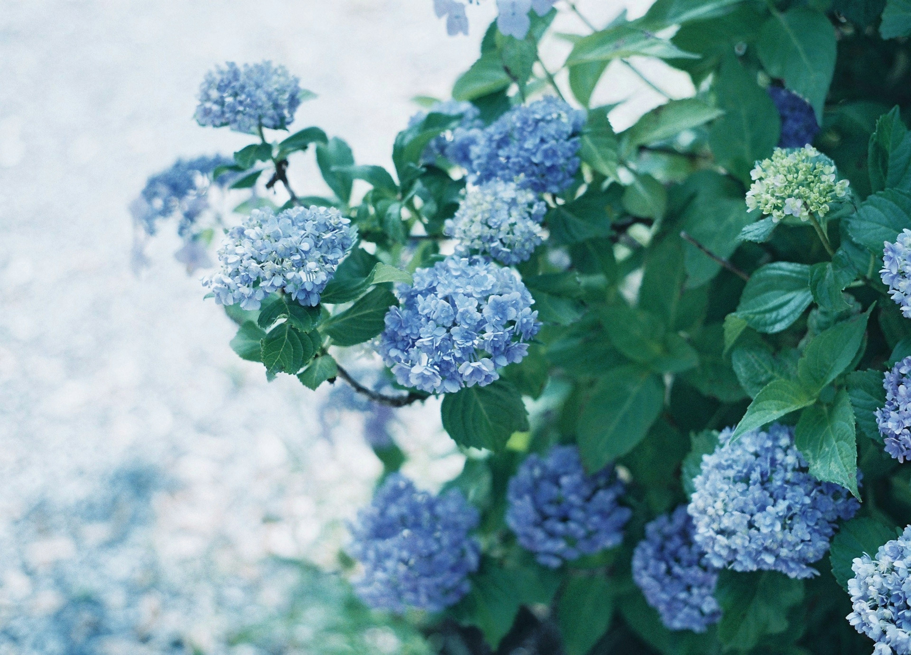 青い紫陽花の花と緑の葉のコントラスト