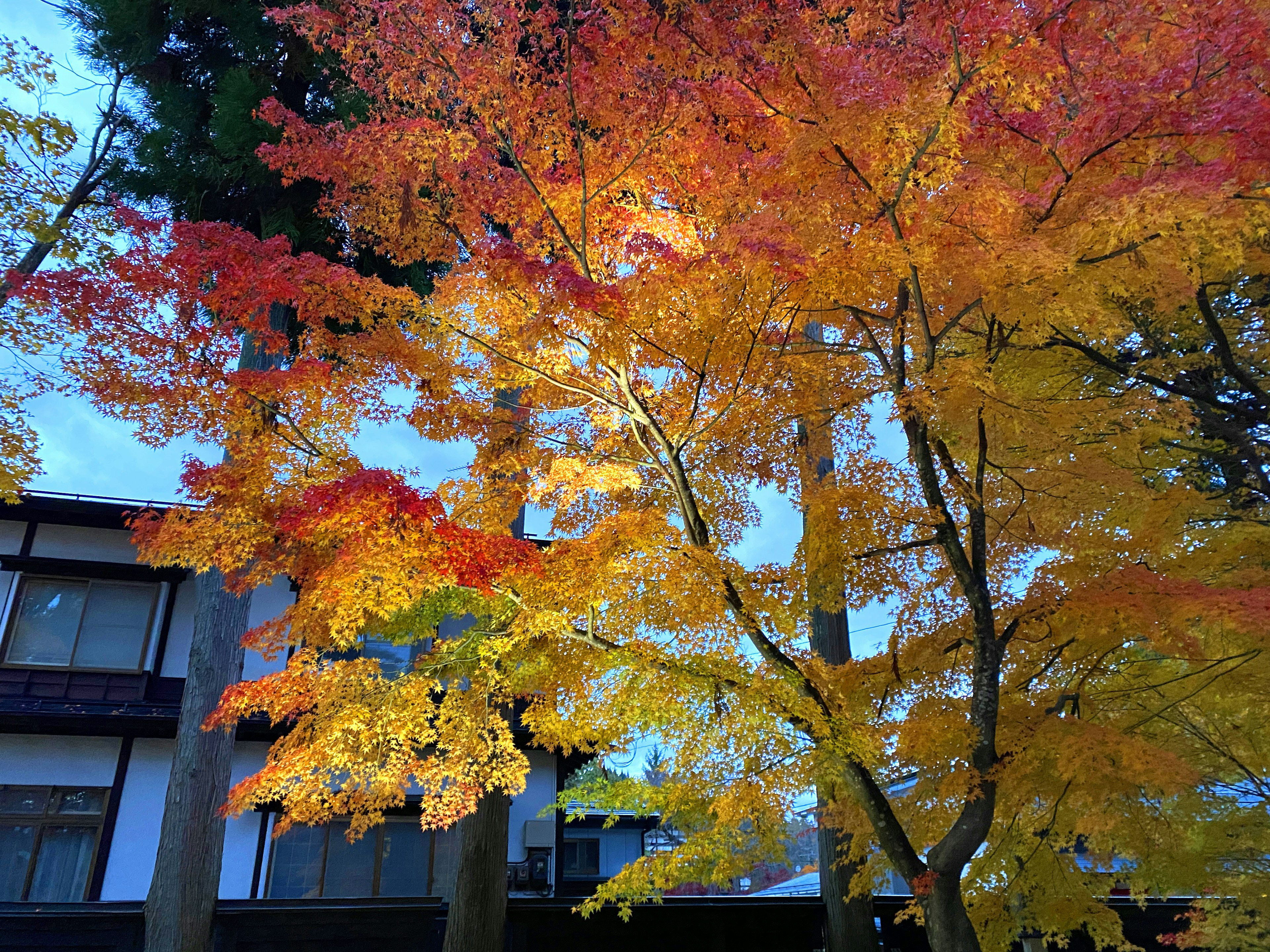 Lebendige Herbstlaubbäume mit Rottönen und Gelbtönen