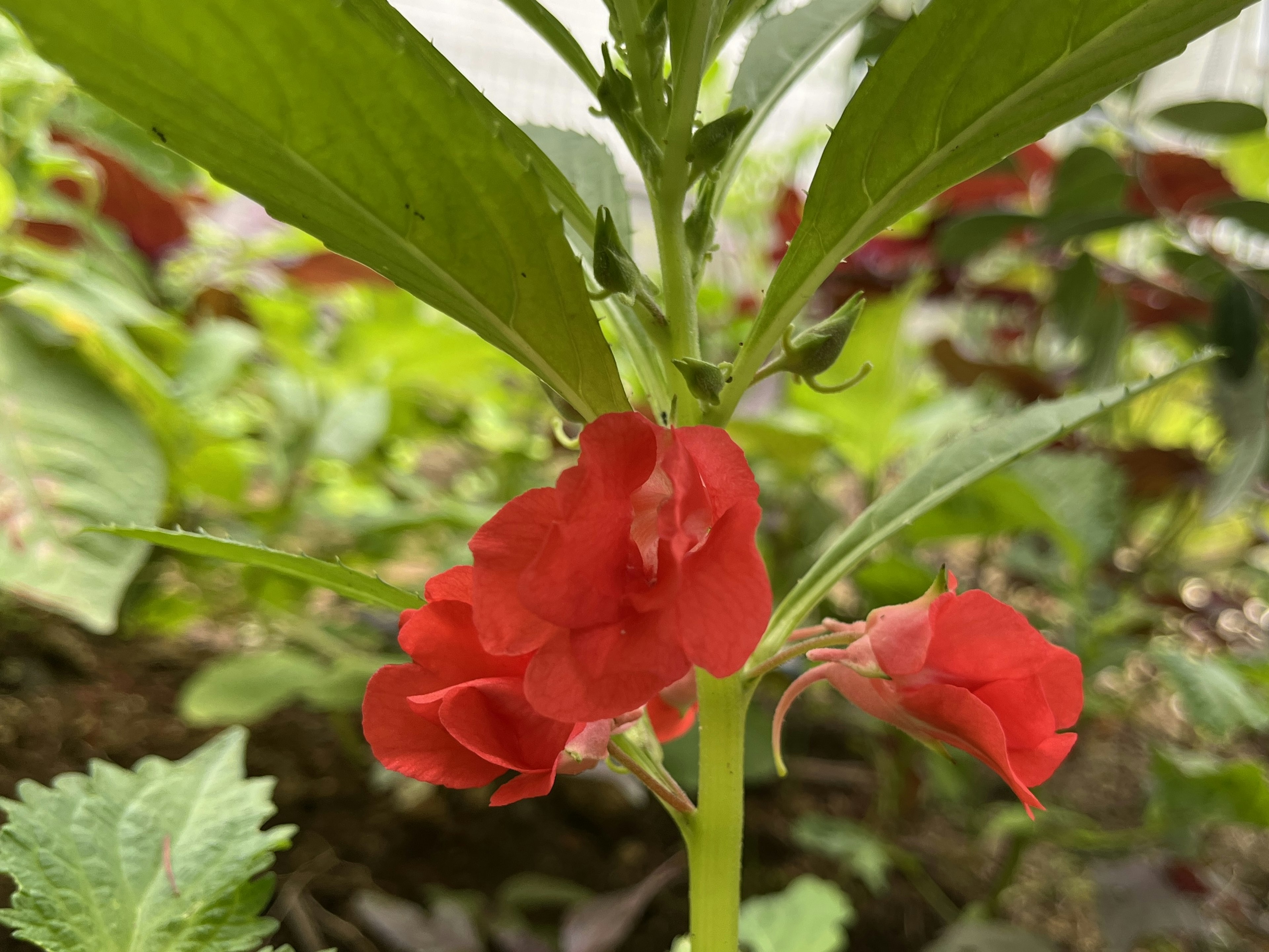 Close-up tanaman berbunga merah dikelilingi daun hijau