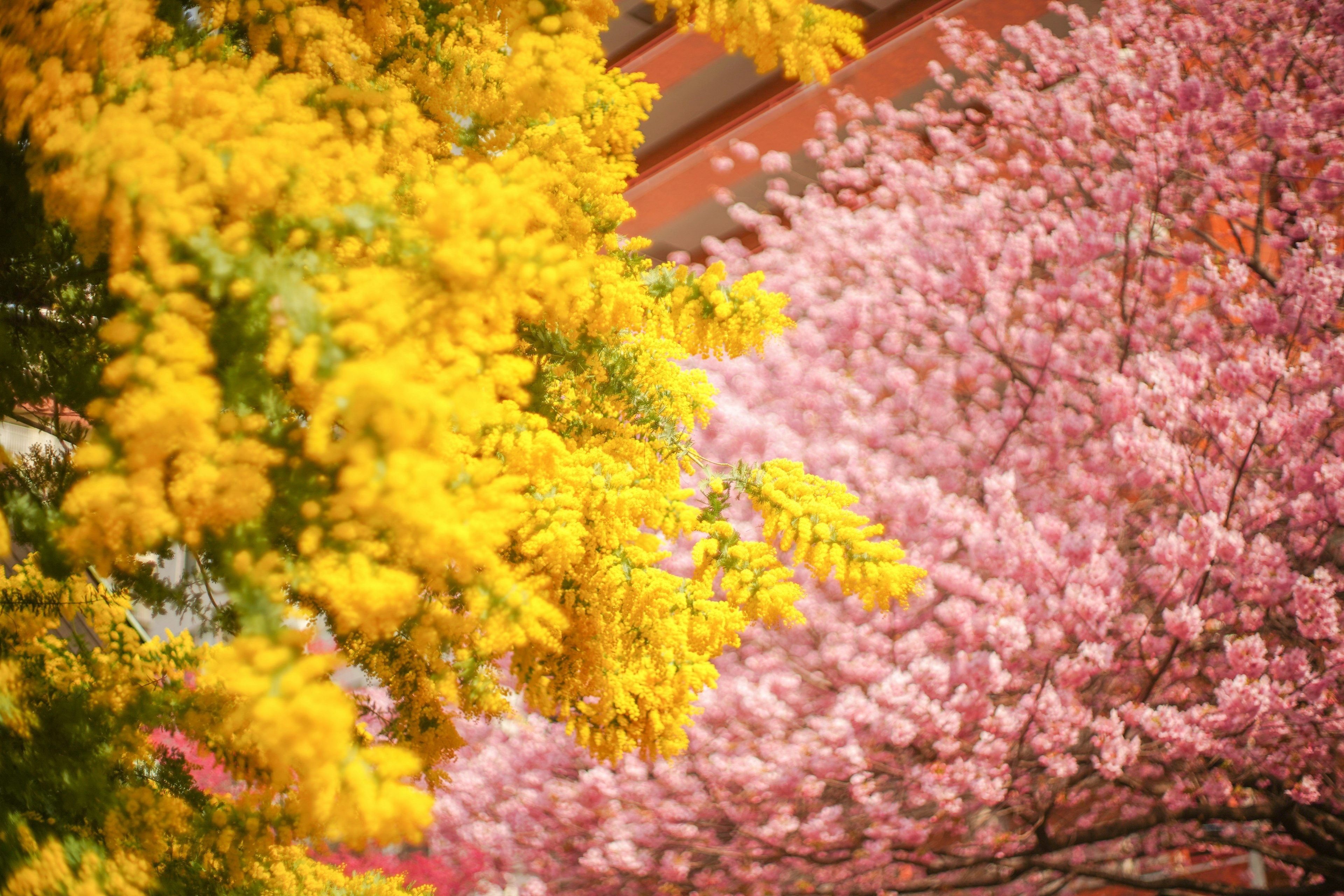 Gelbe Blumen und rosa Blüten in einer lebhaften Landschaft