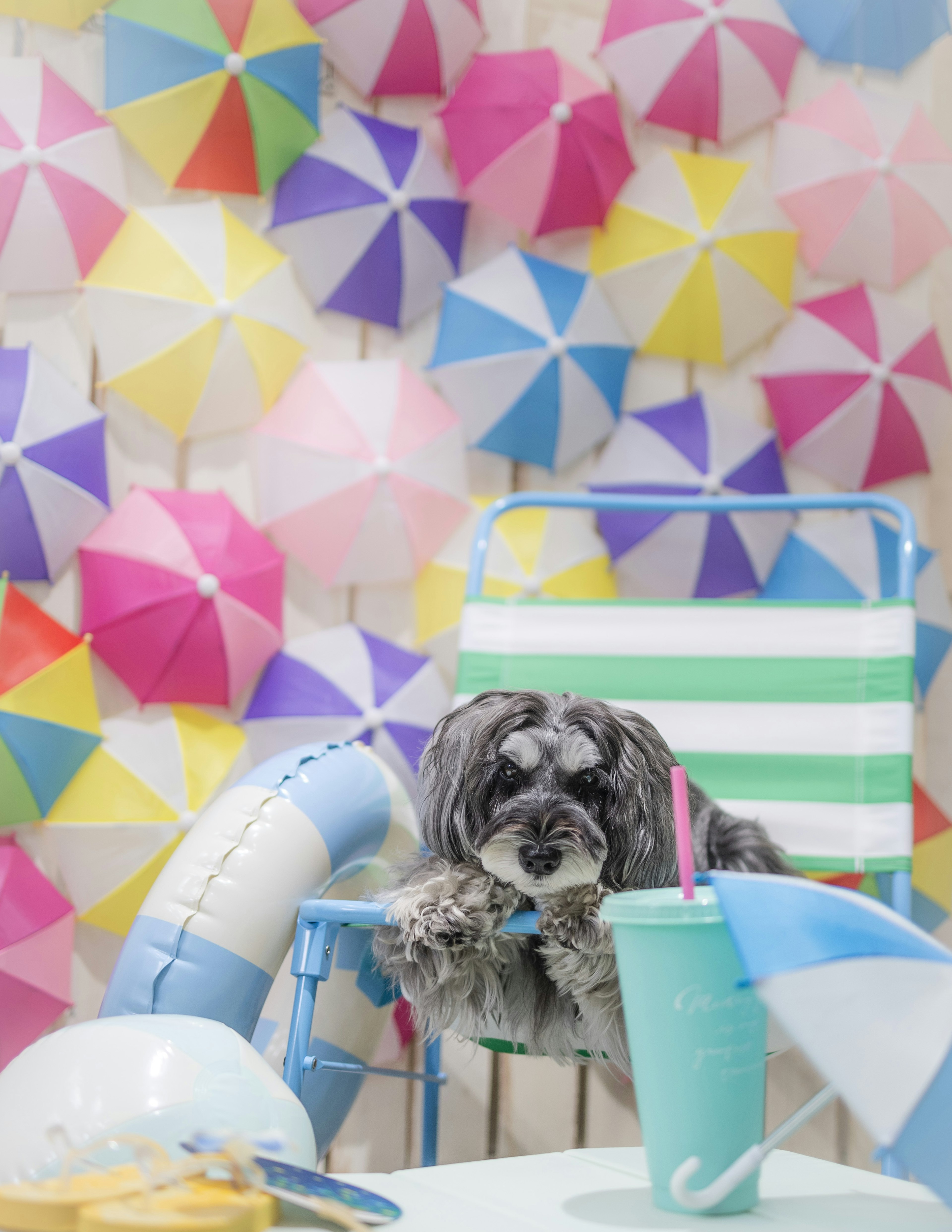 Un perro sentado en una silla de playa con un fondo de paraguas coloridos