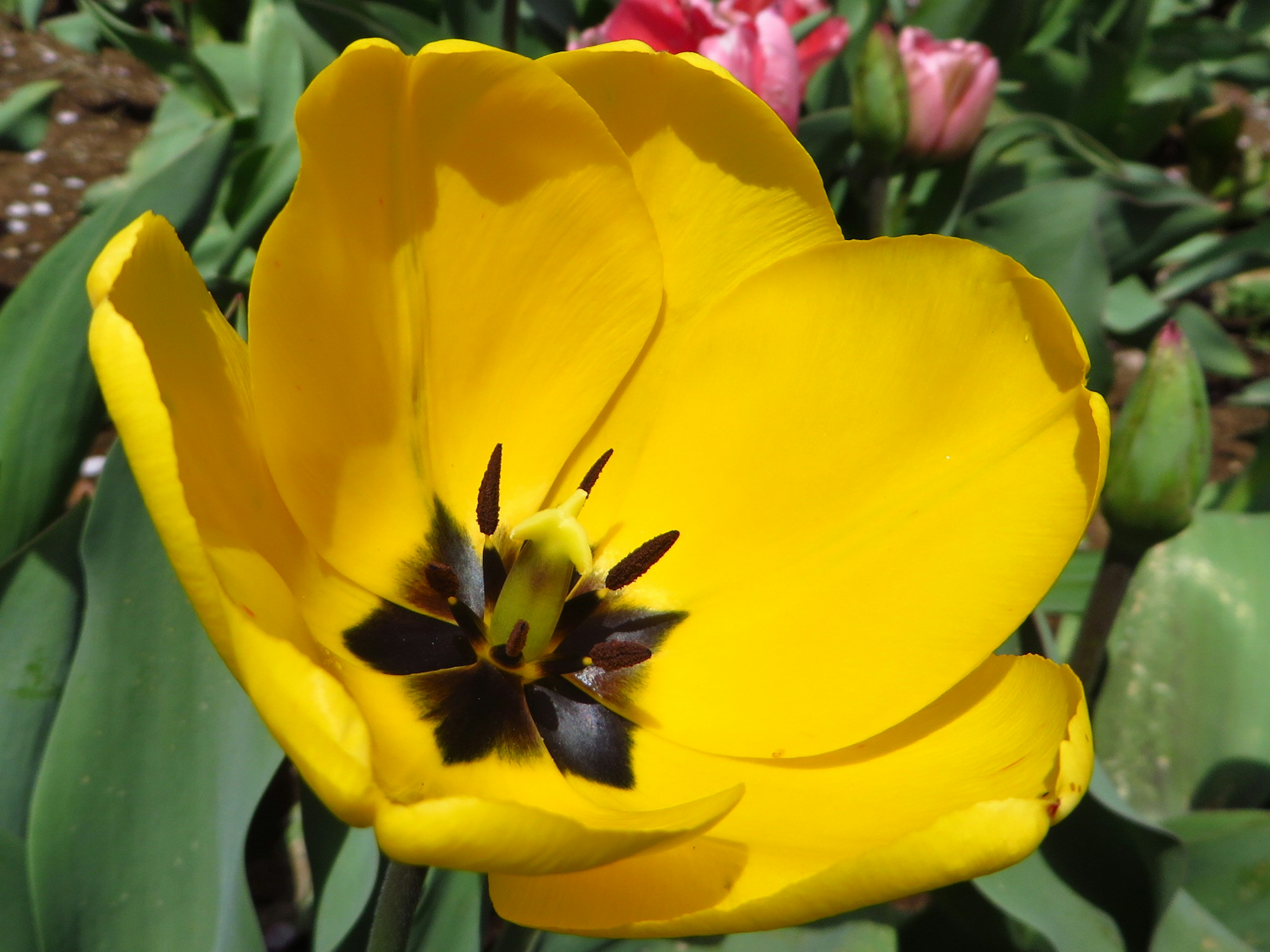 Fiore di tulipano giallo vibrante al centro circondato da foglie verdi e altri fiori colorati