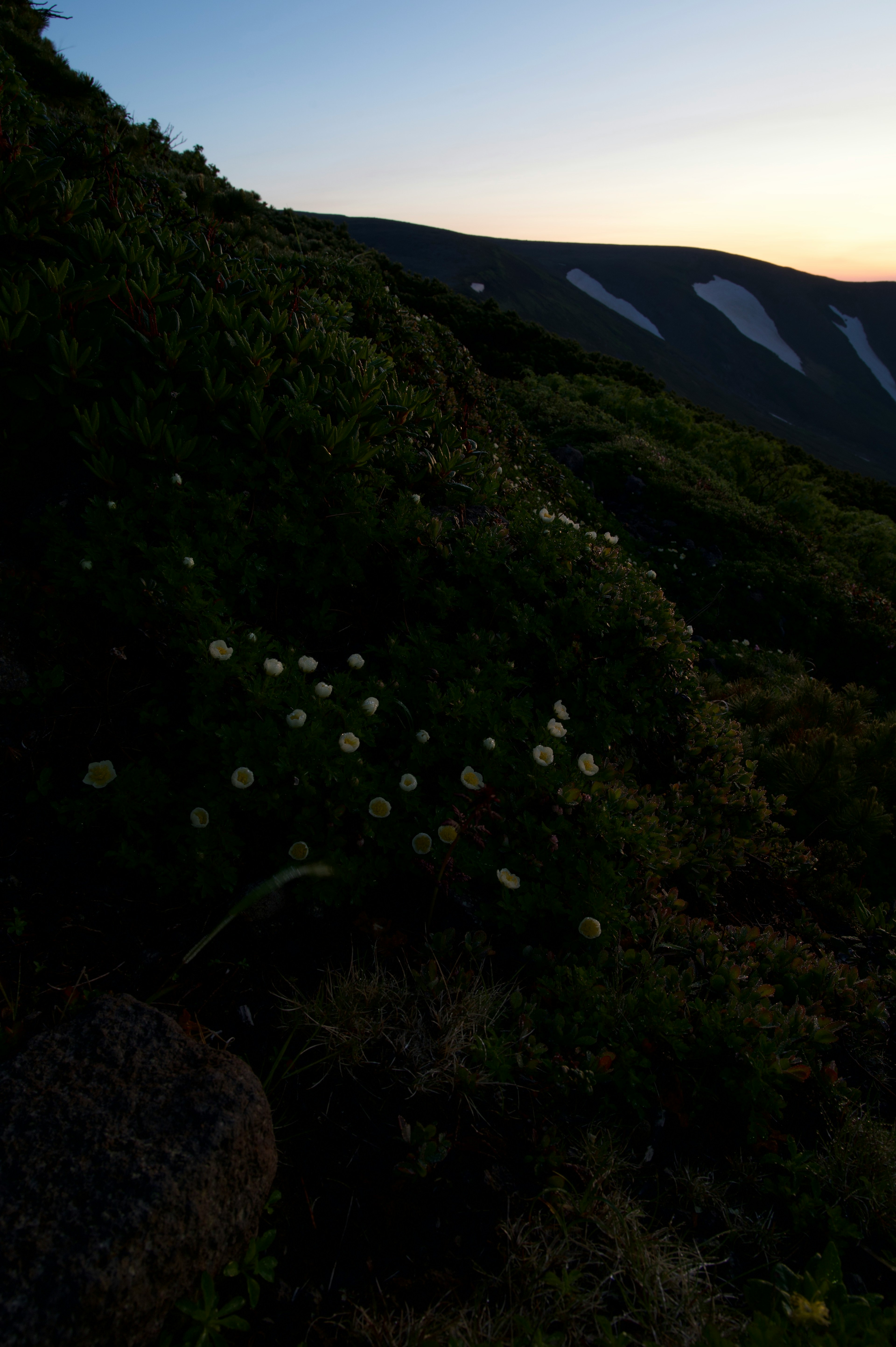 夕暮れ時の山の斜面に咲く白い花と緑の植物のシルエット